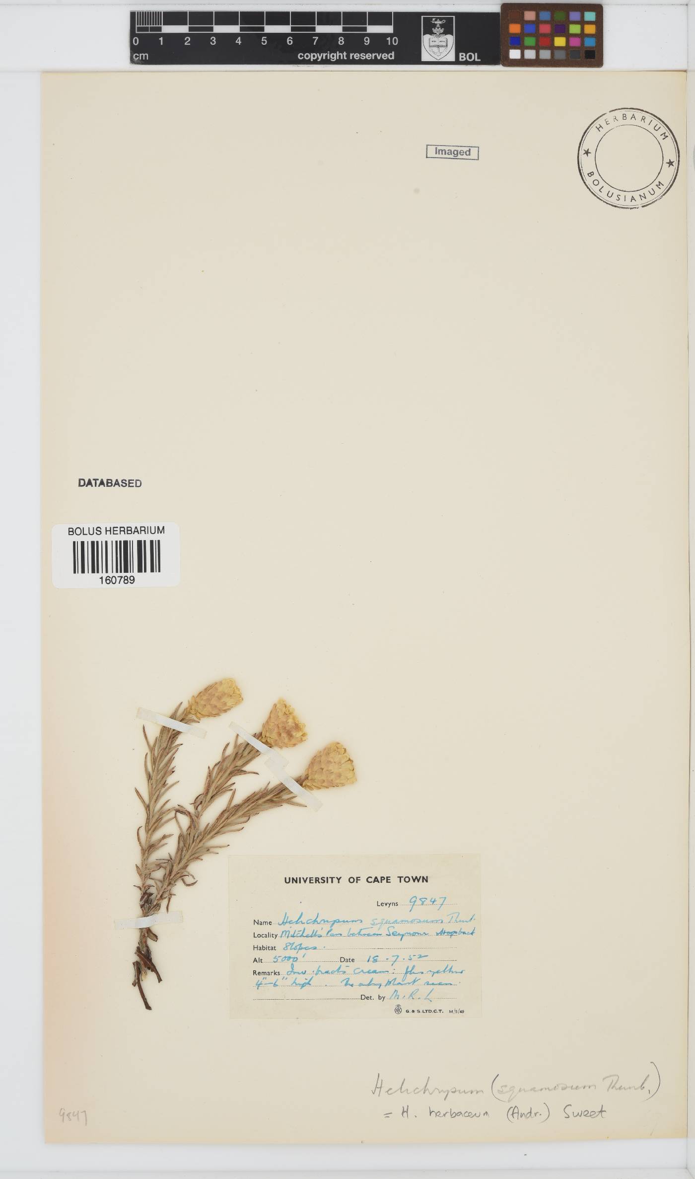 Helichrysum image
