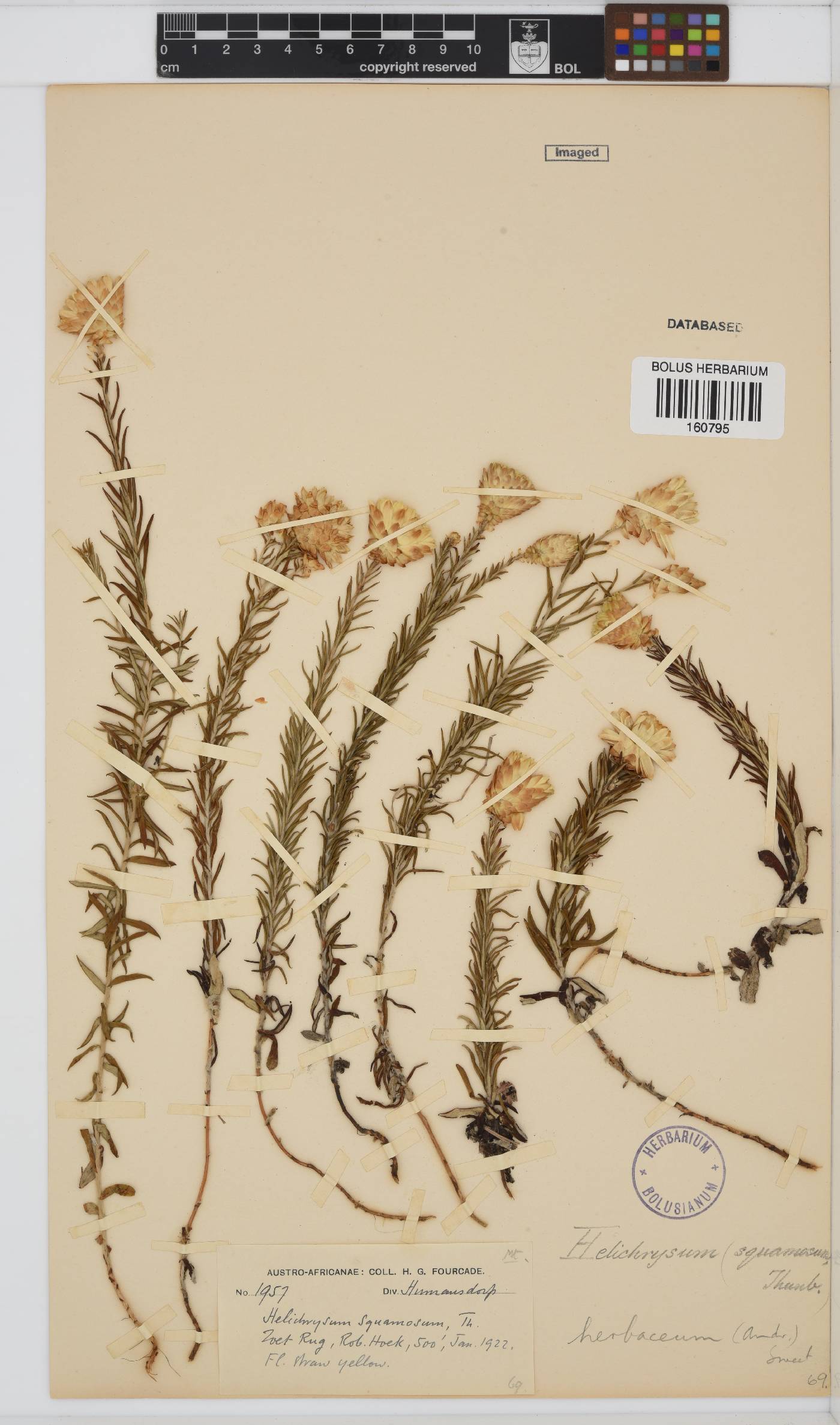 Helichrysum herbaceum image