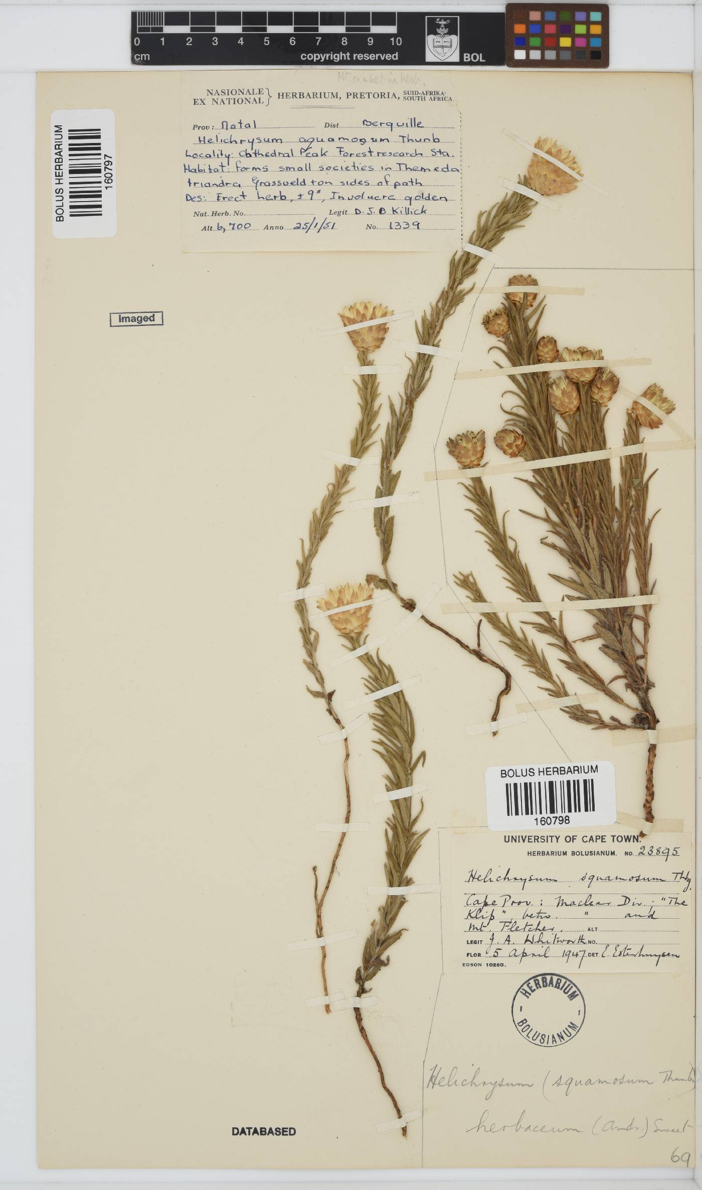 Helichrysum herbaceum image