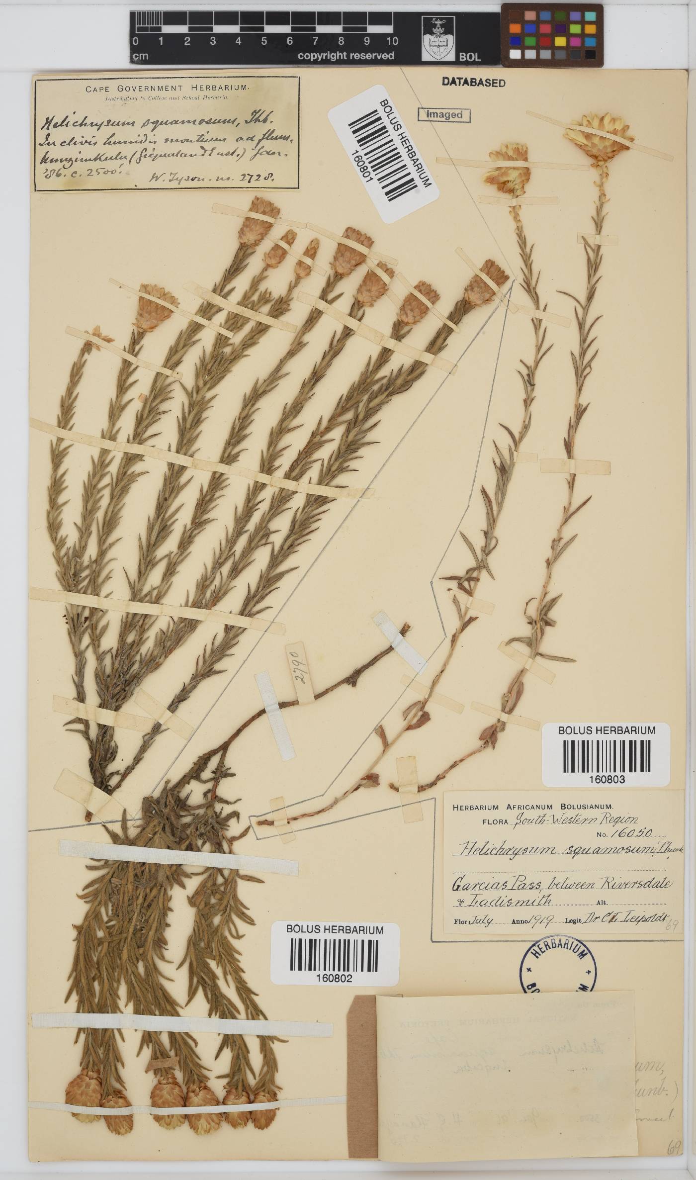 Helichrysum herbaceum image
