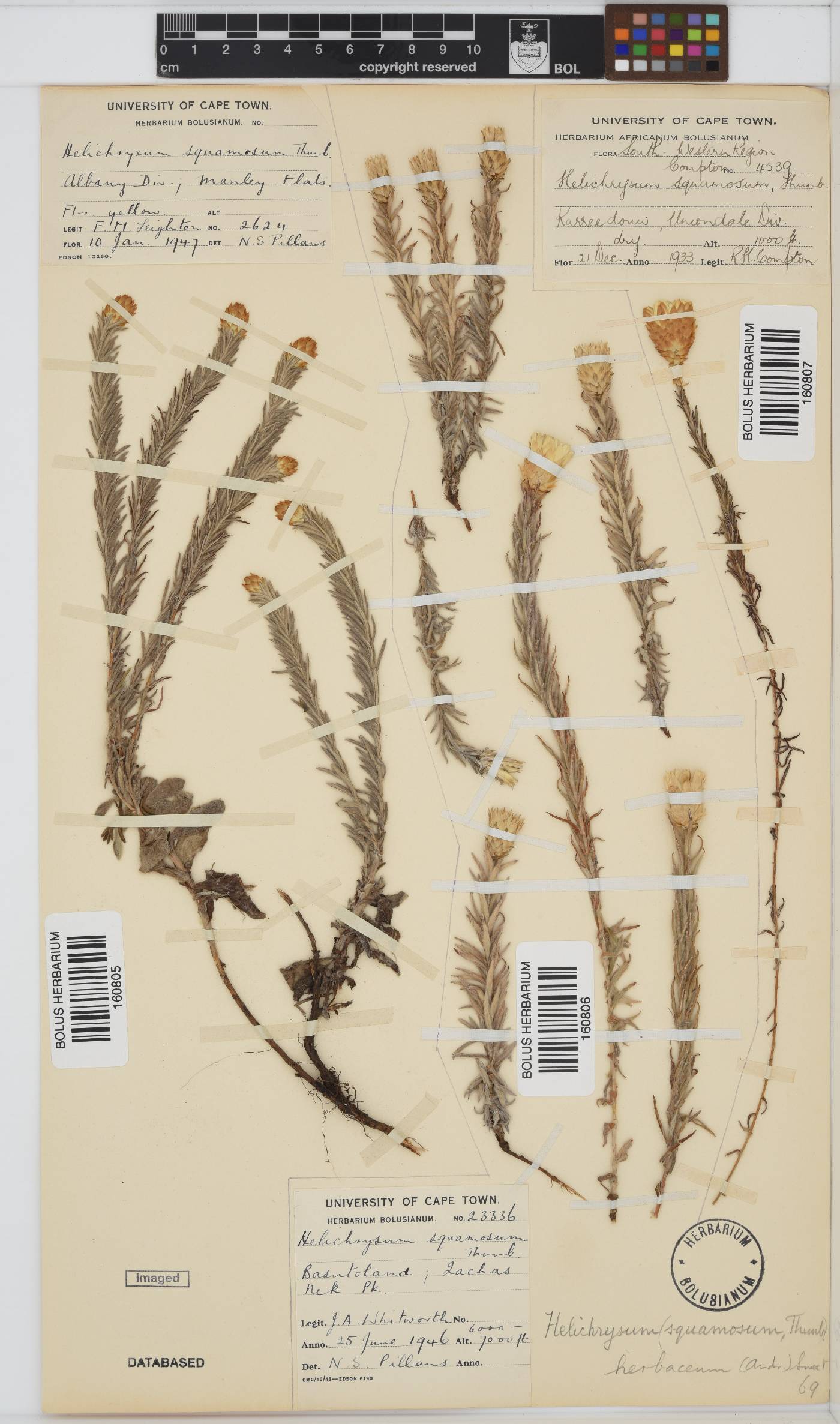 Helichrysum herbaceum image