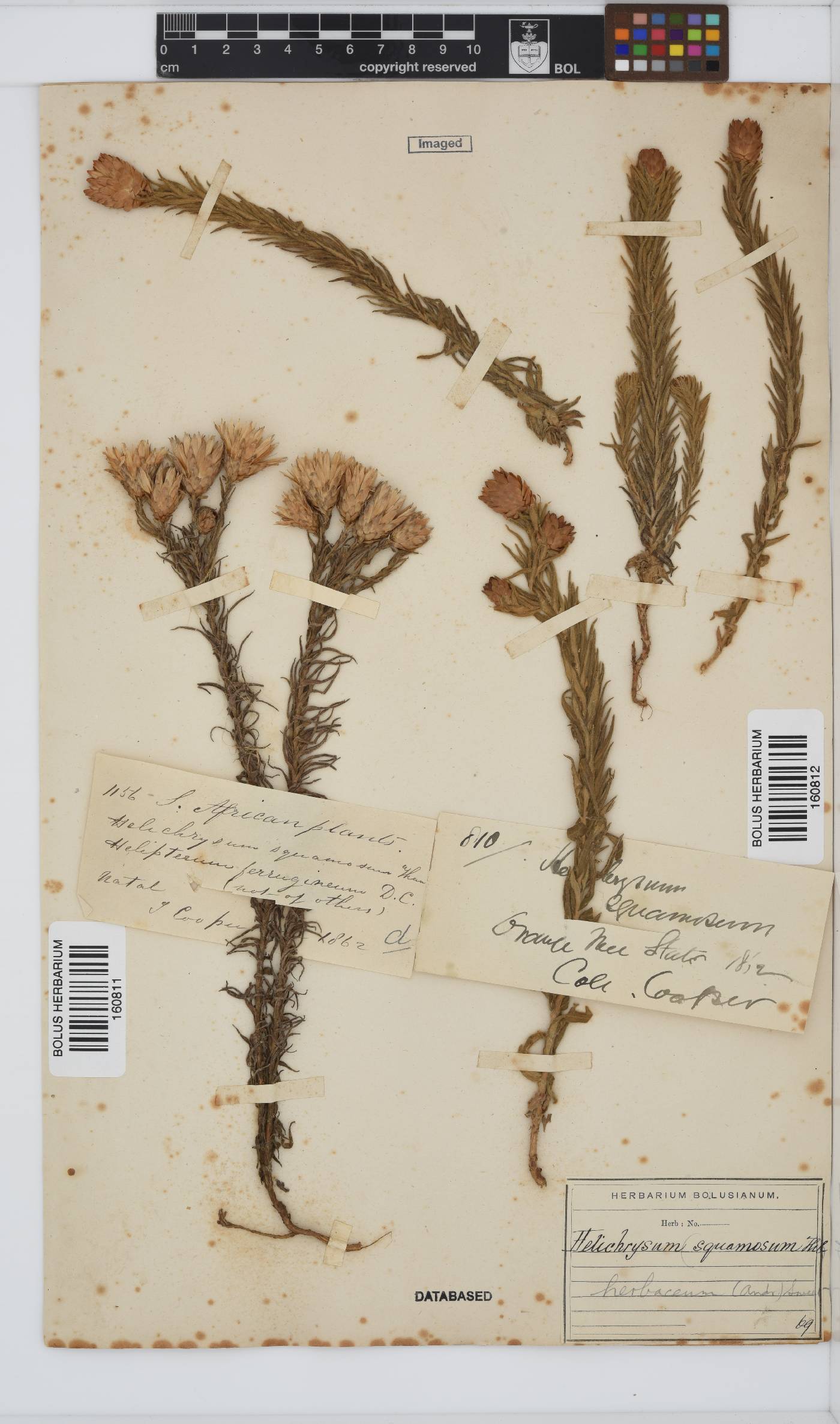 Helichrysum herbaceum image