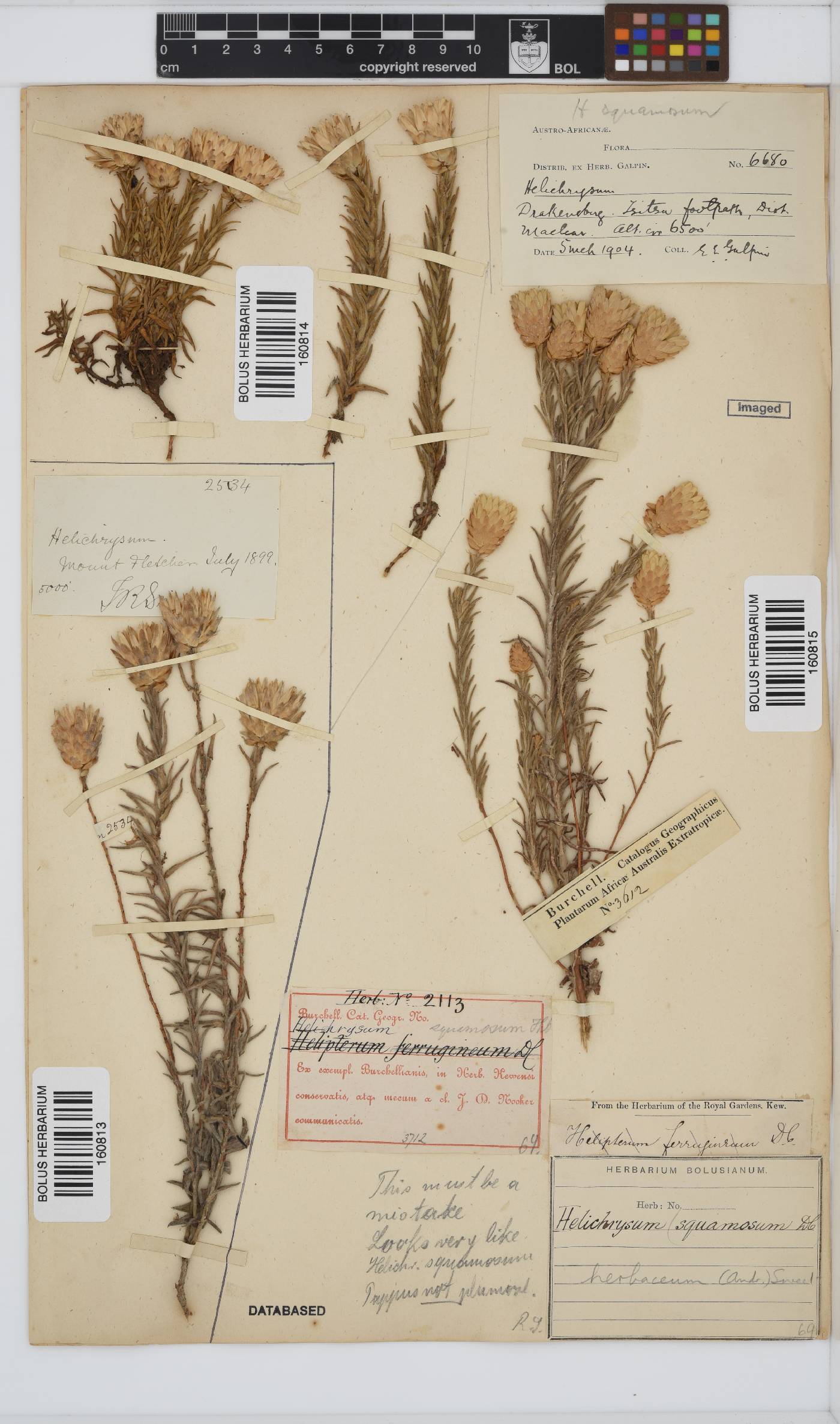 Helichrysum herbaceum image