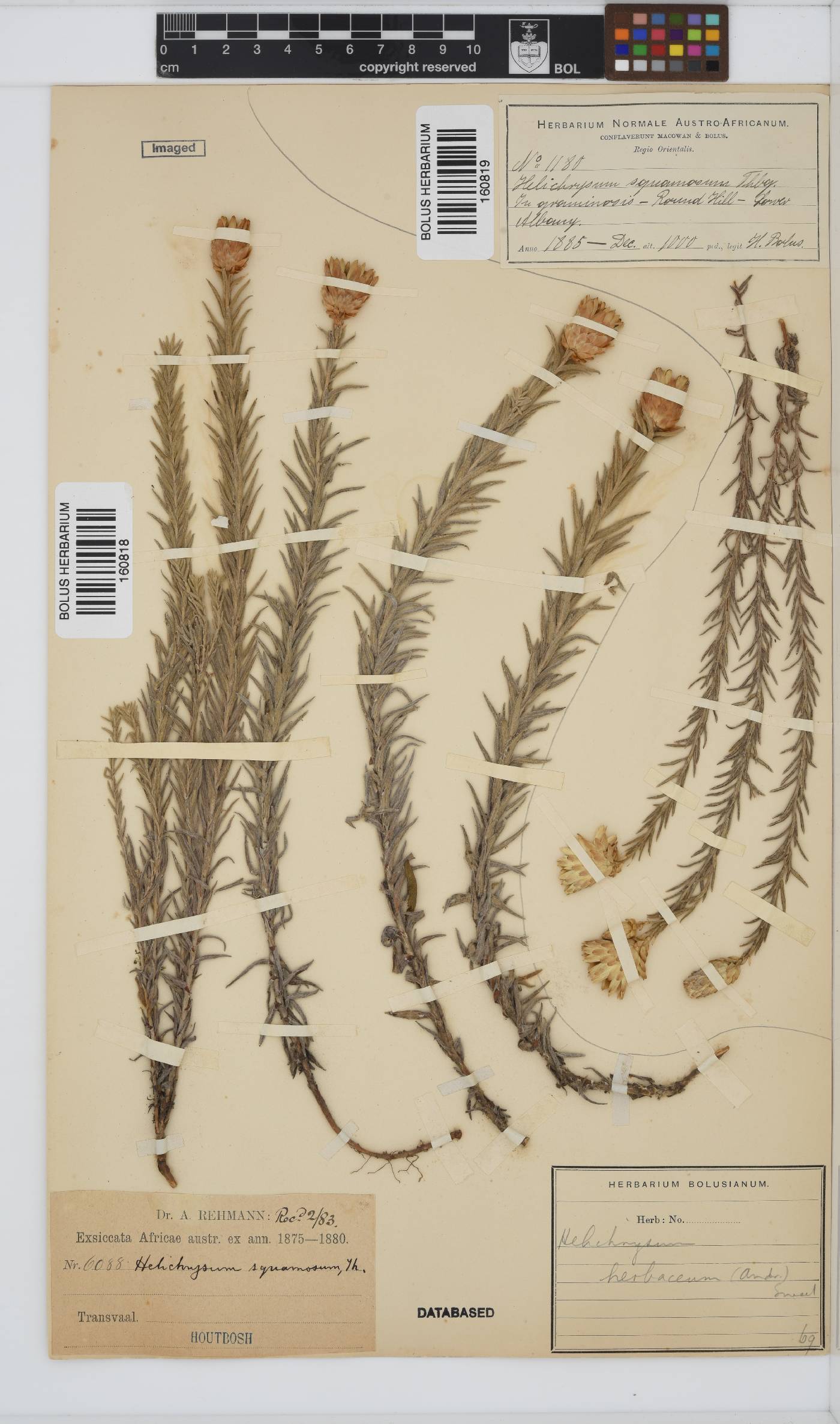 Helichrysum herbaceum image