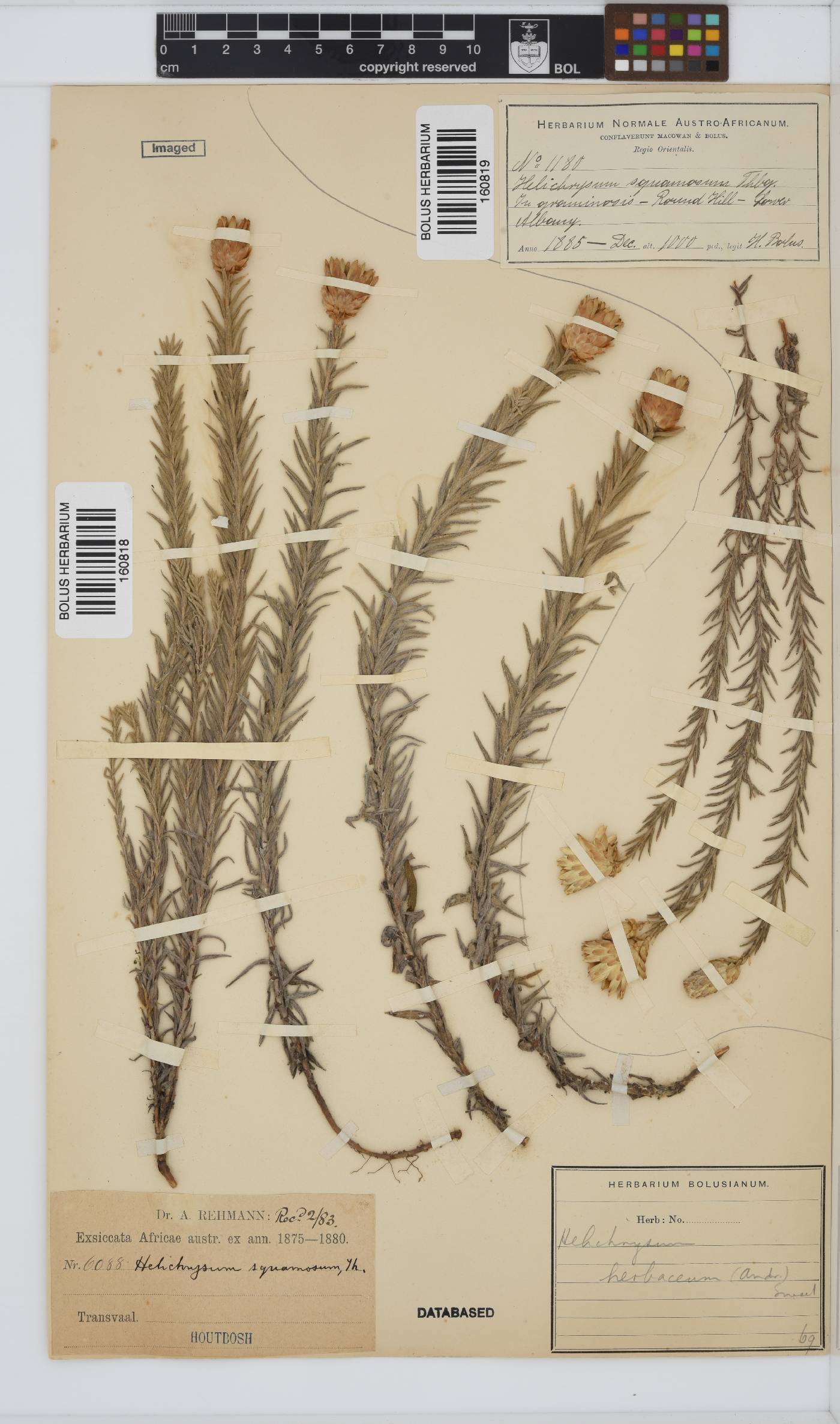 Helichrysum herbaceum image