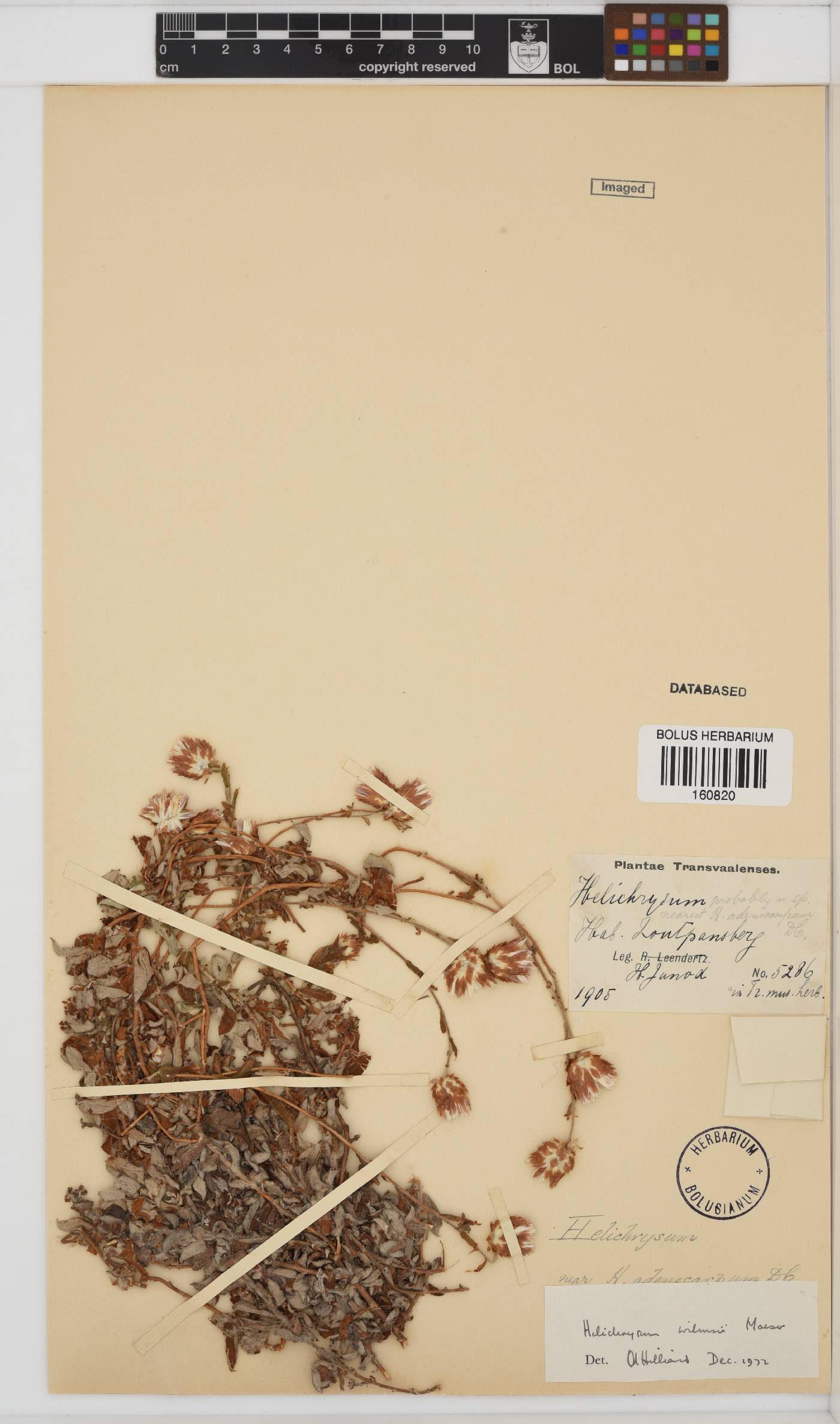 Helichrysum wilmsii image