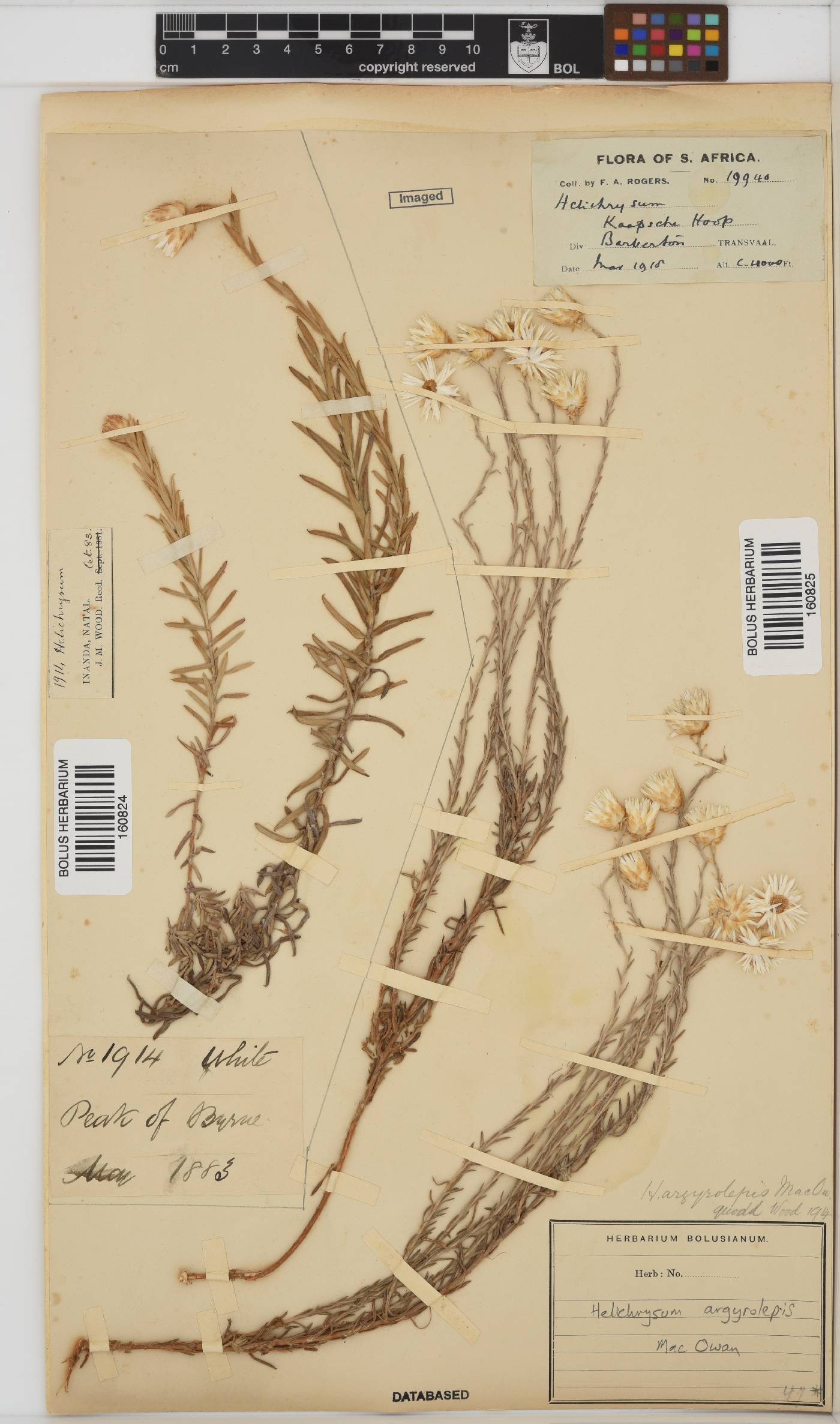 Helichrysum argyrolepis image