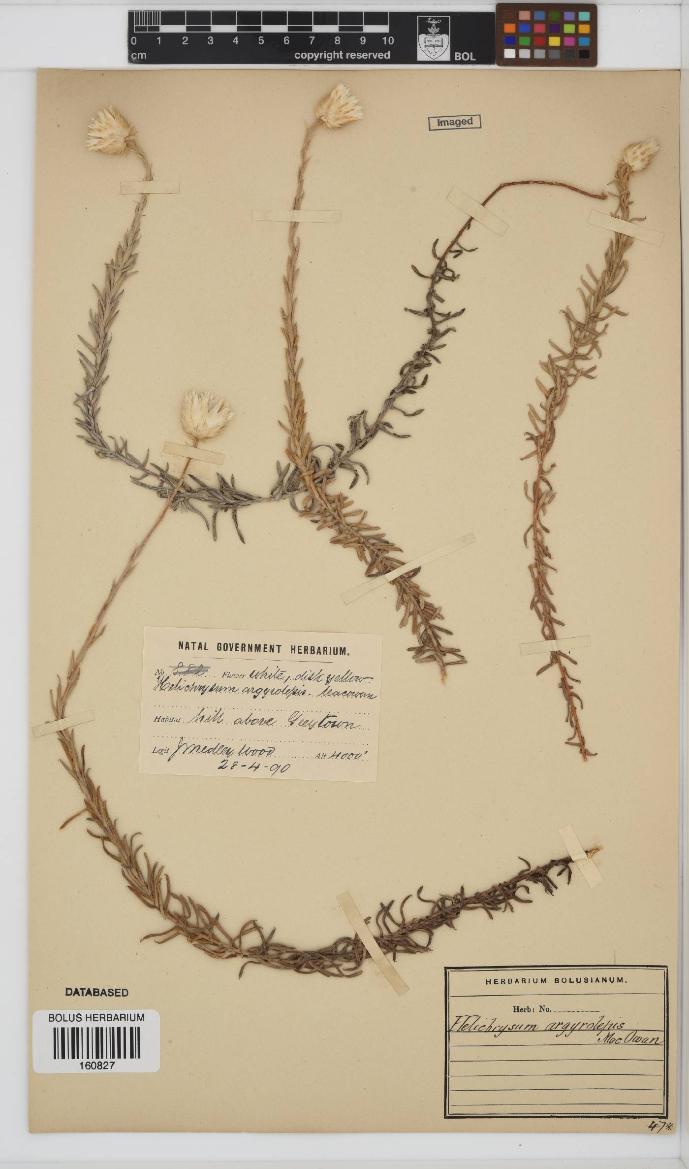 Helichrysum argyrolepis image