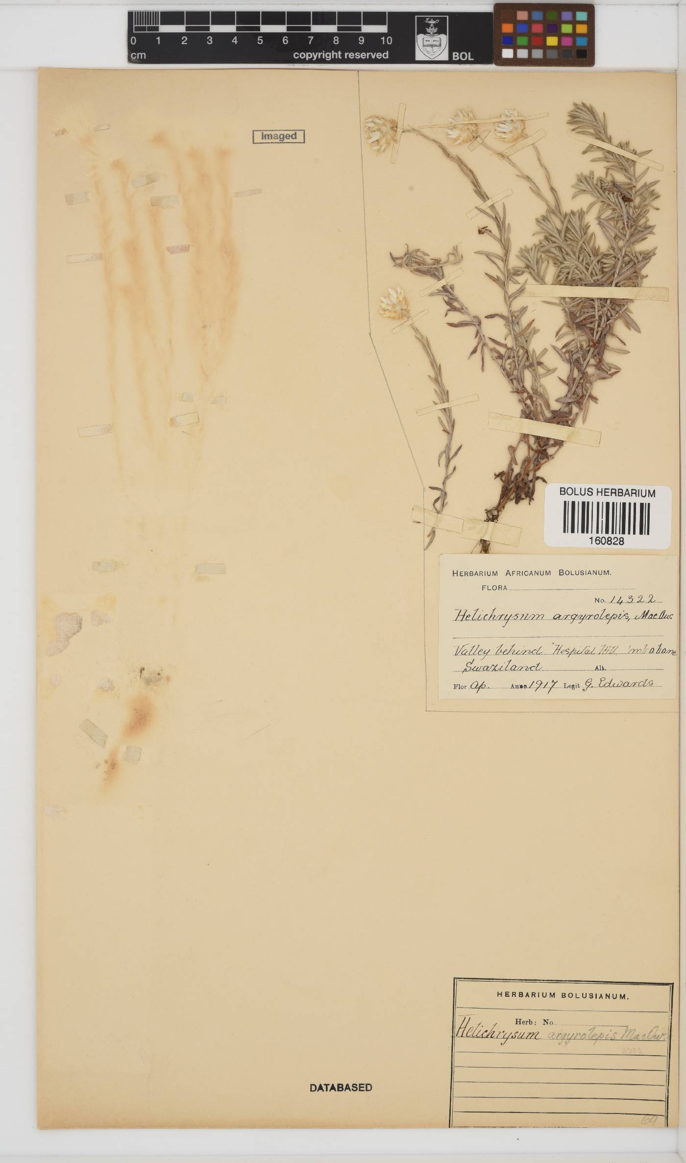 Helichrysum argyrolepis image