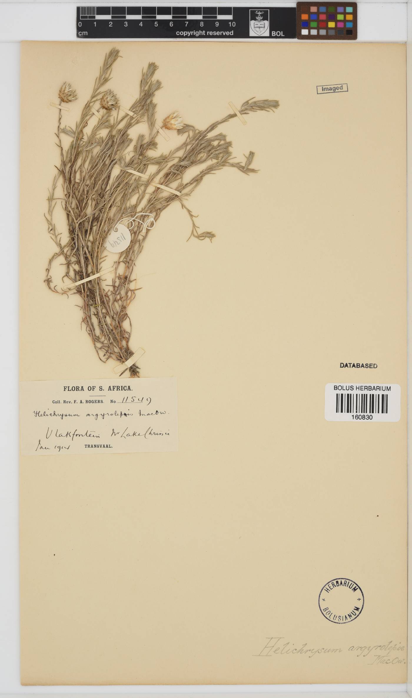 Helichrysum argyrolepis image