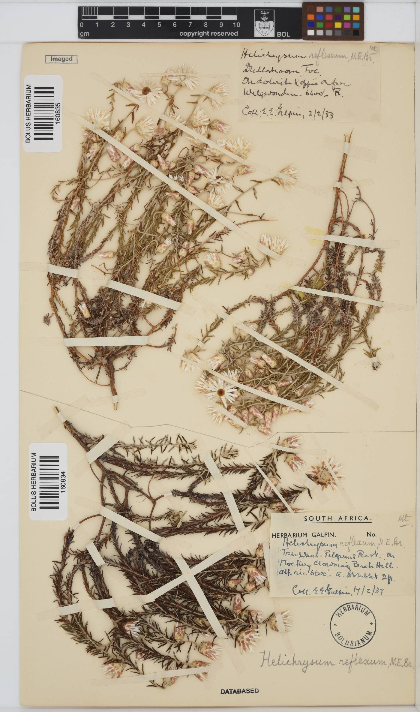 Helichrysum reflexum image