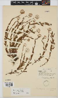Helichrysum mariepscopicum image