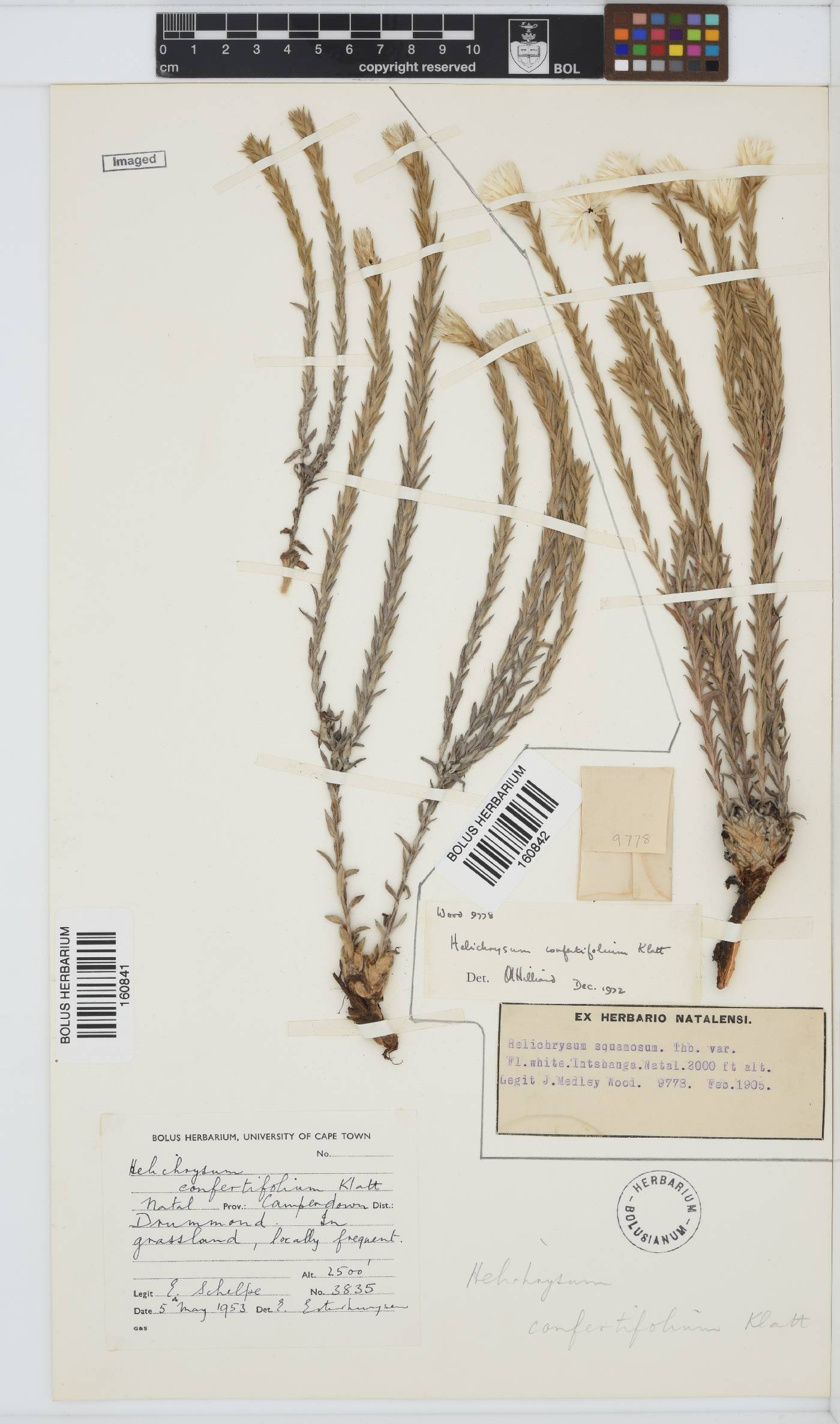 Helichrysum confertifolium image