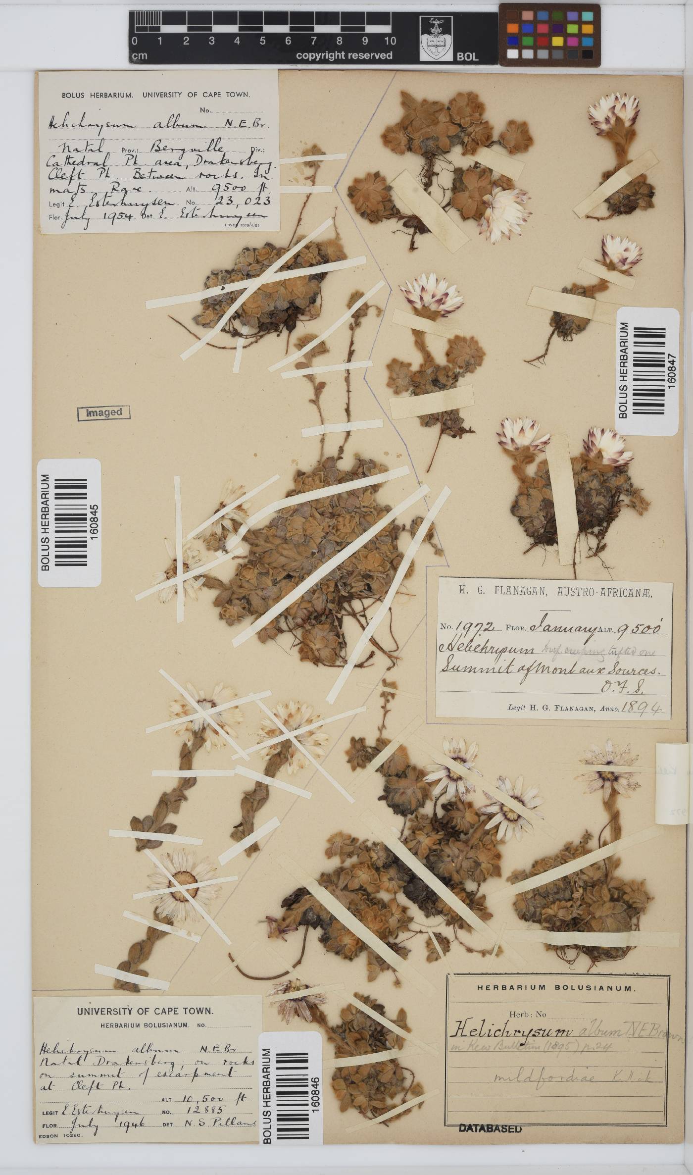 Helichrysum milfordiae image