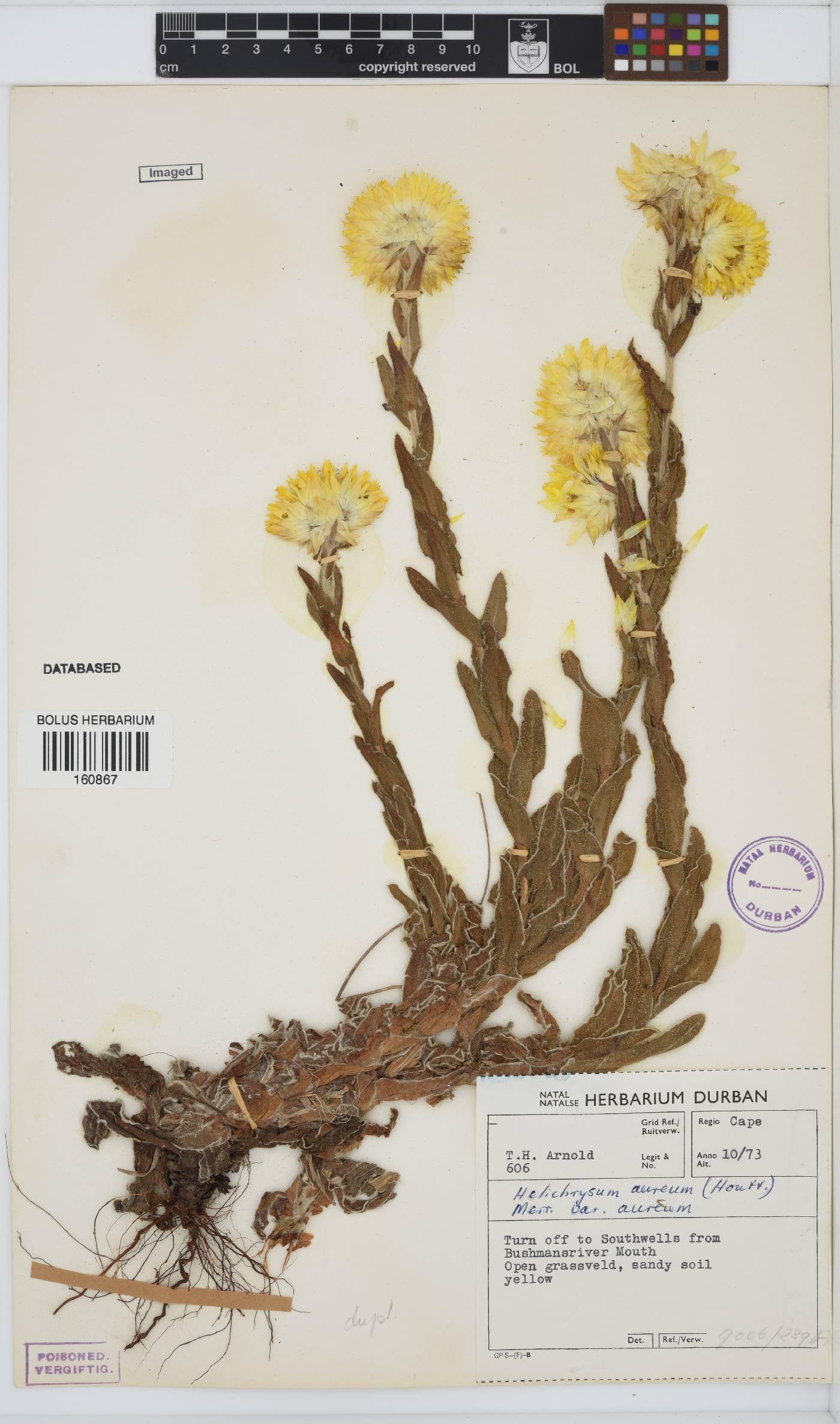 Helichrysum aureum image