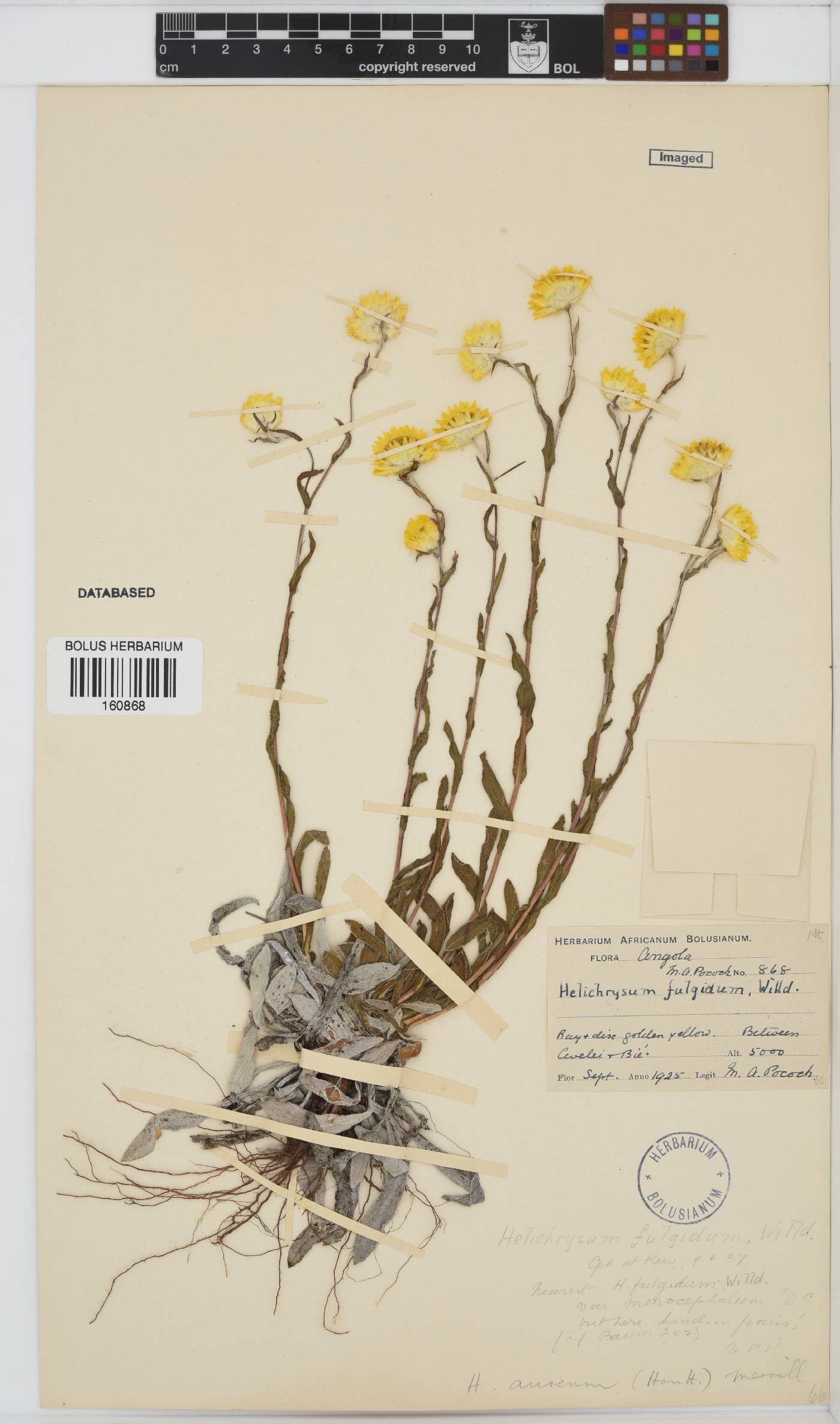 Helichrysum aureum image