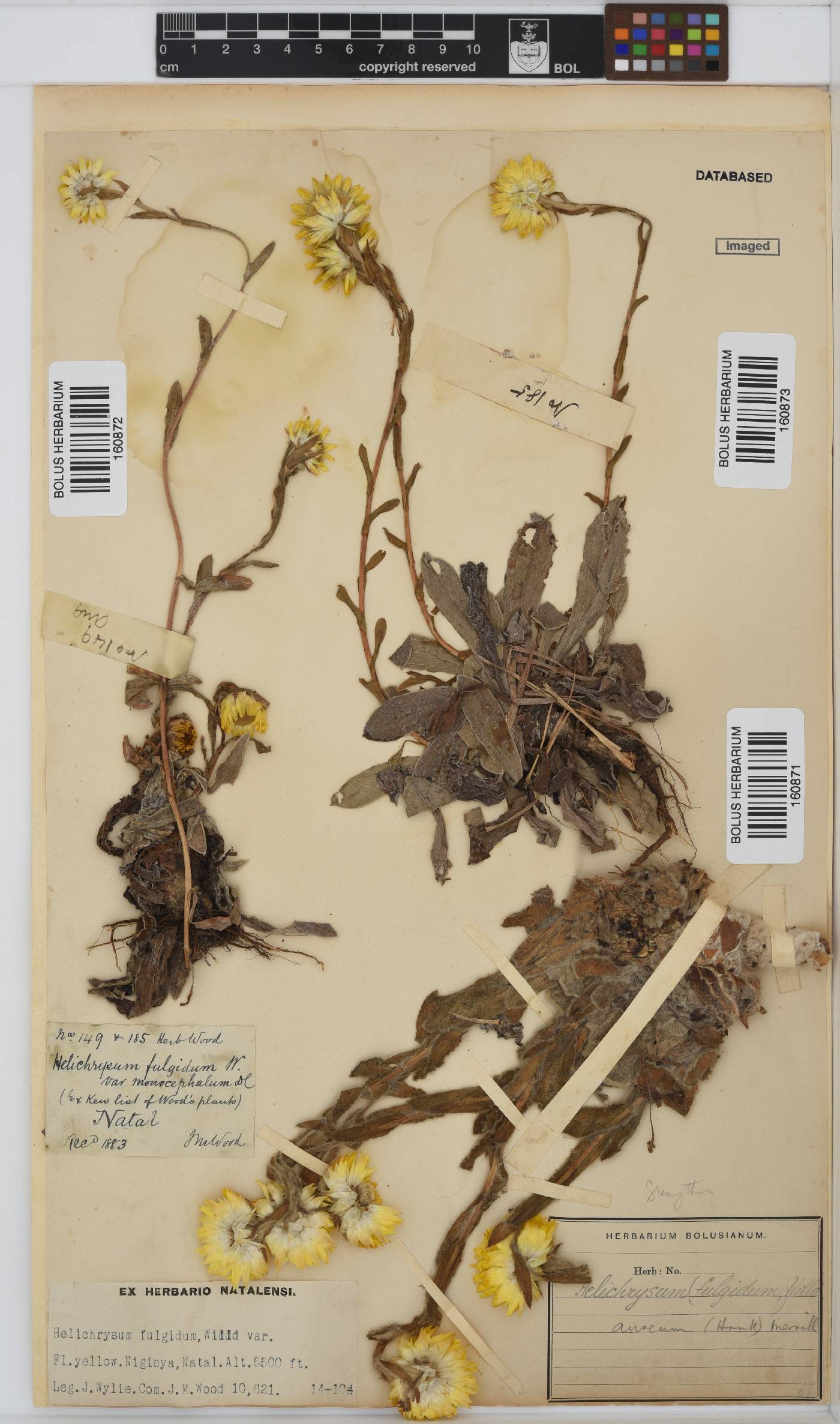 Helichrysum aureum image