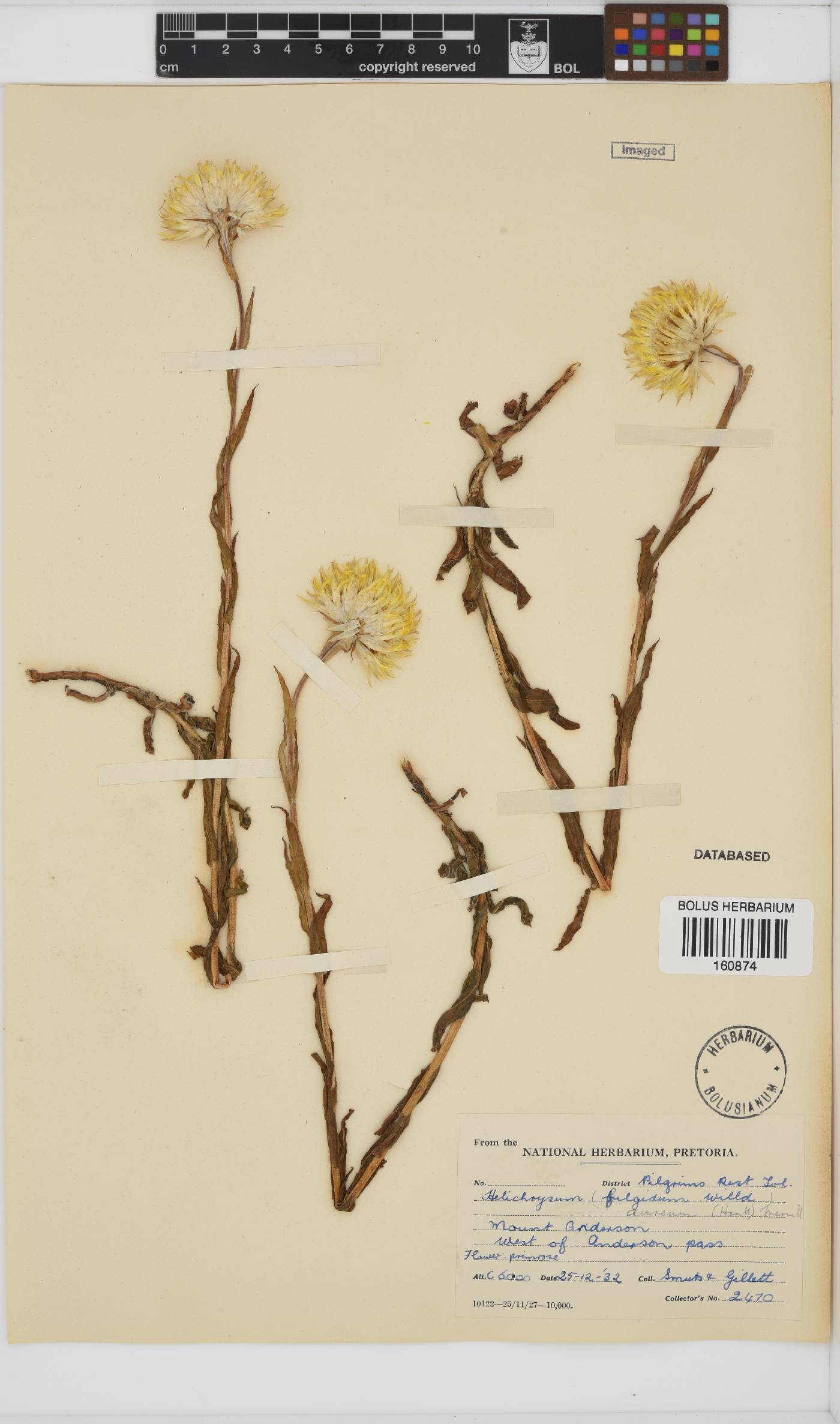 Helichrysum aureum image