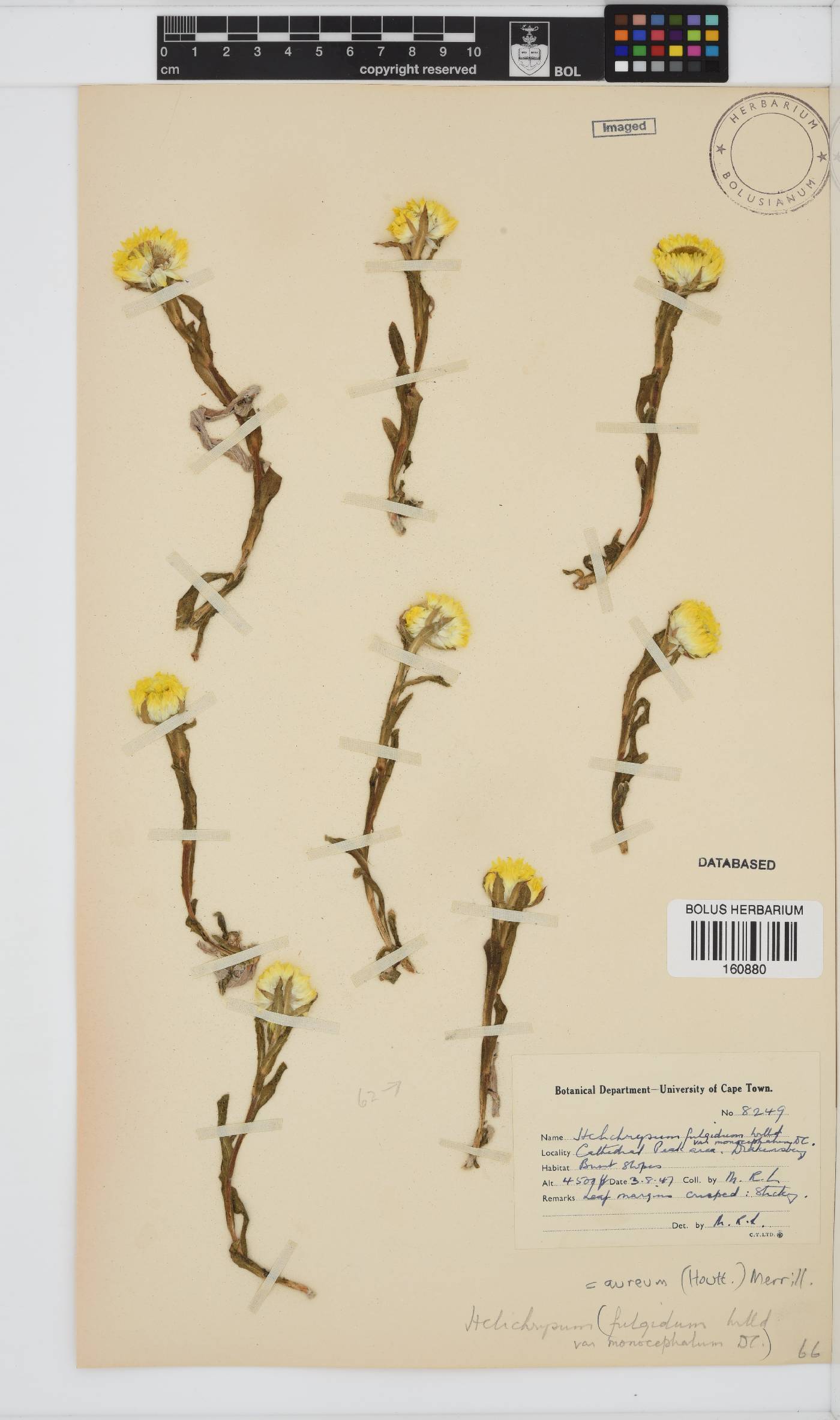 Helichrysum aureum var. monocephalum image