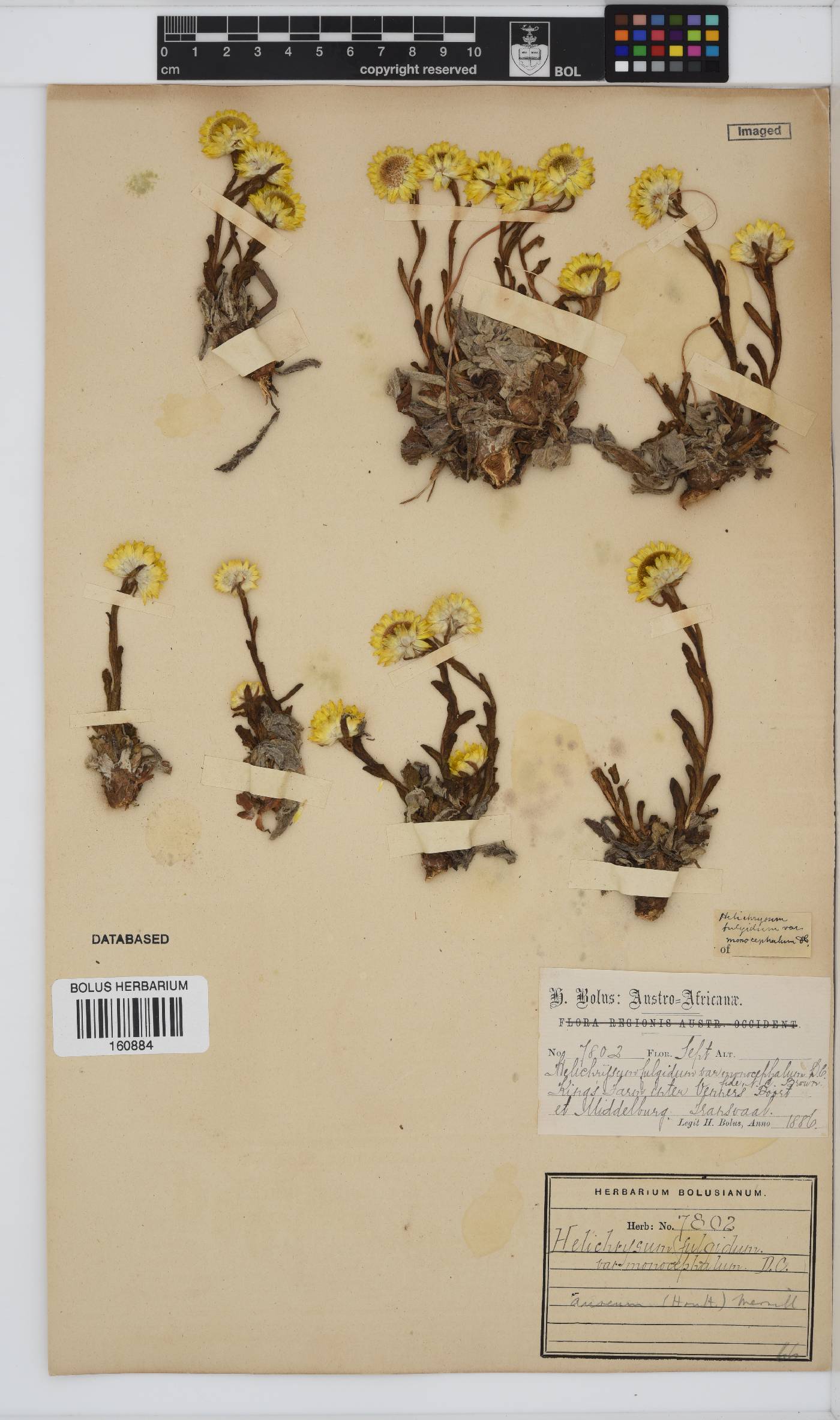 Helichrysum aureum image