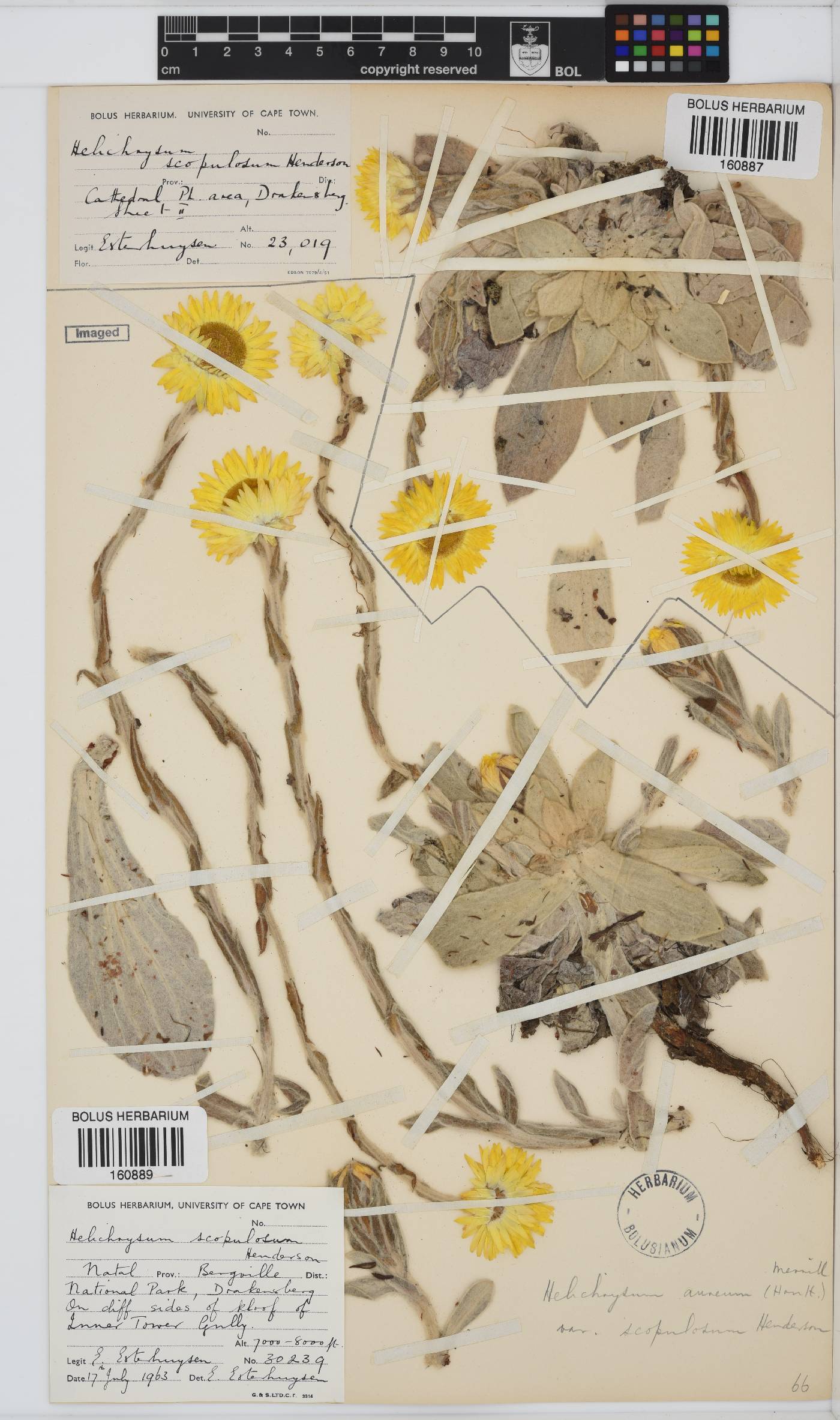 Helichrysum aureum image