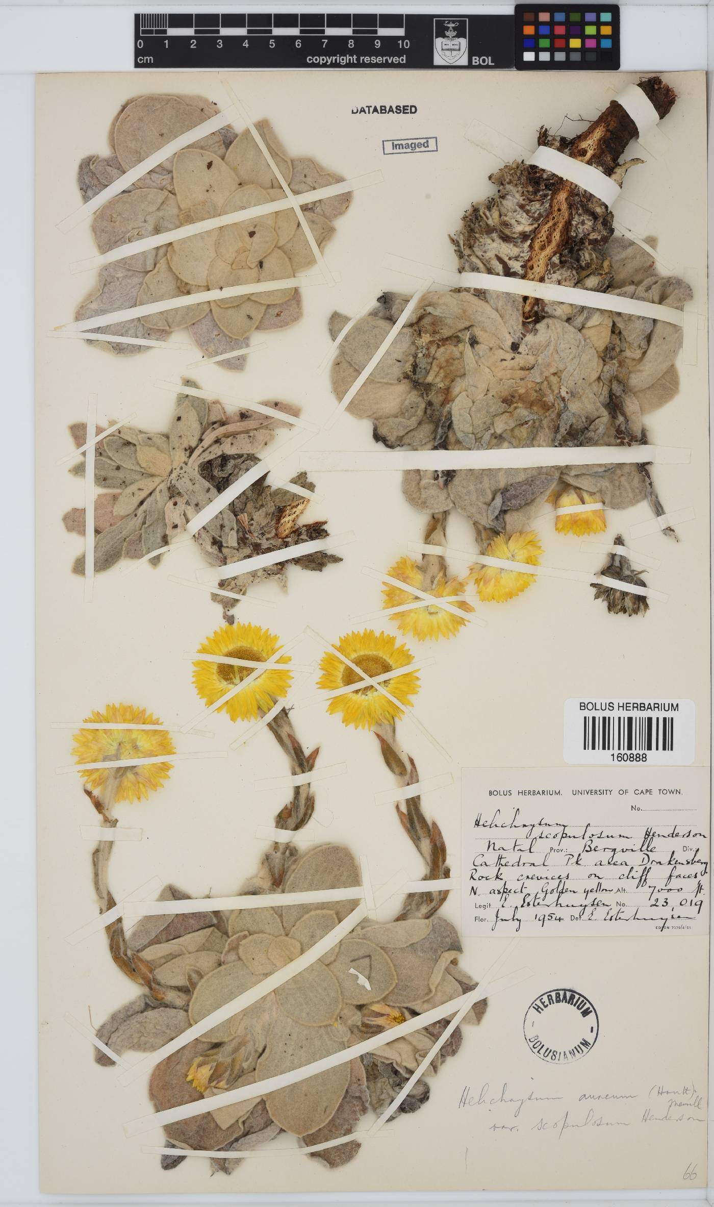 Helichrysum aureum var. scopulosum image