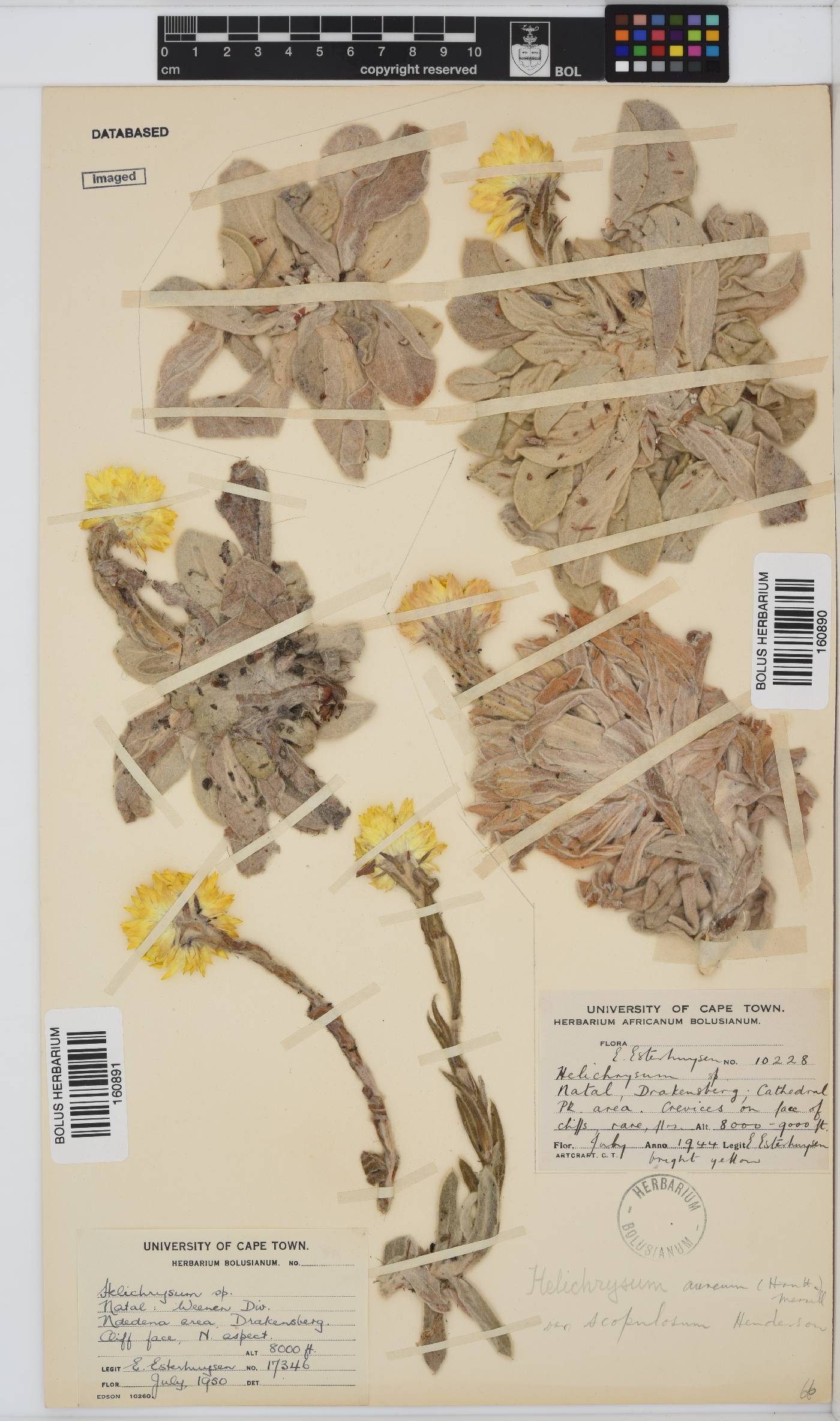 Helichrysum aureum image