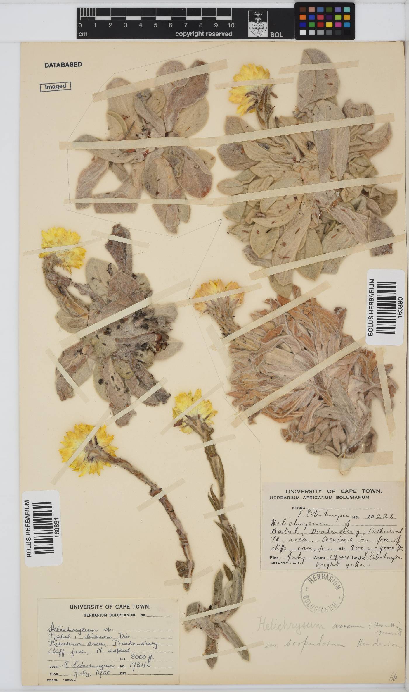 Helichrysum aureum var. scopulosum image