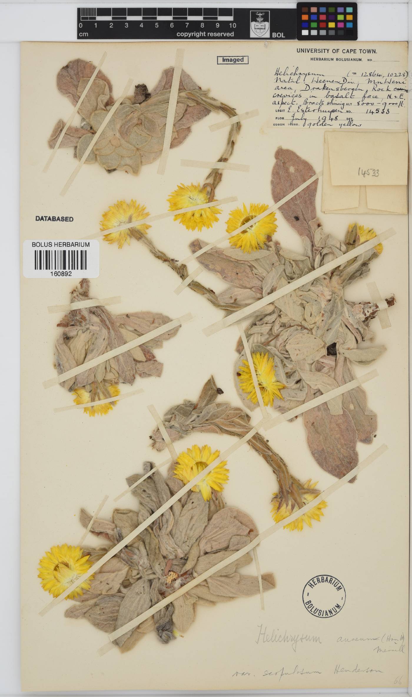 Helichrysum aureum var. scopulosum image