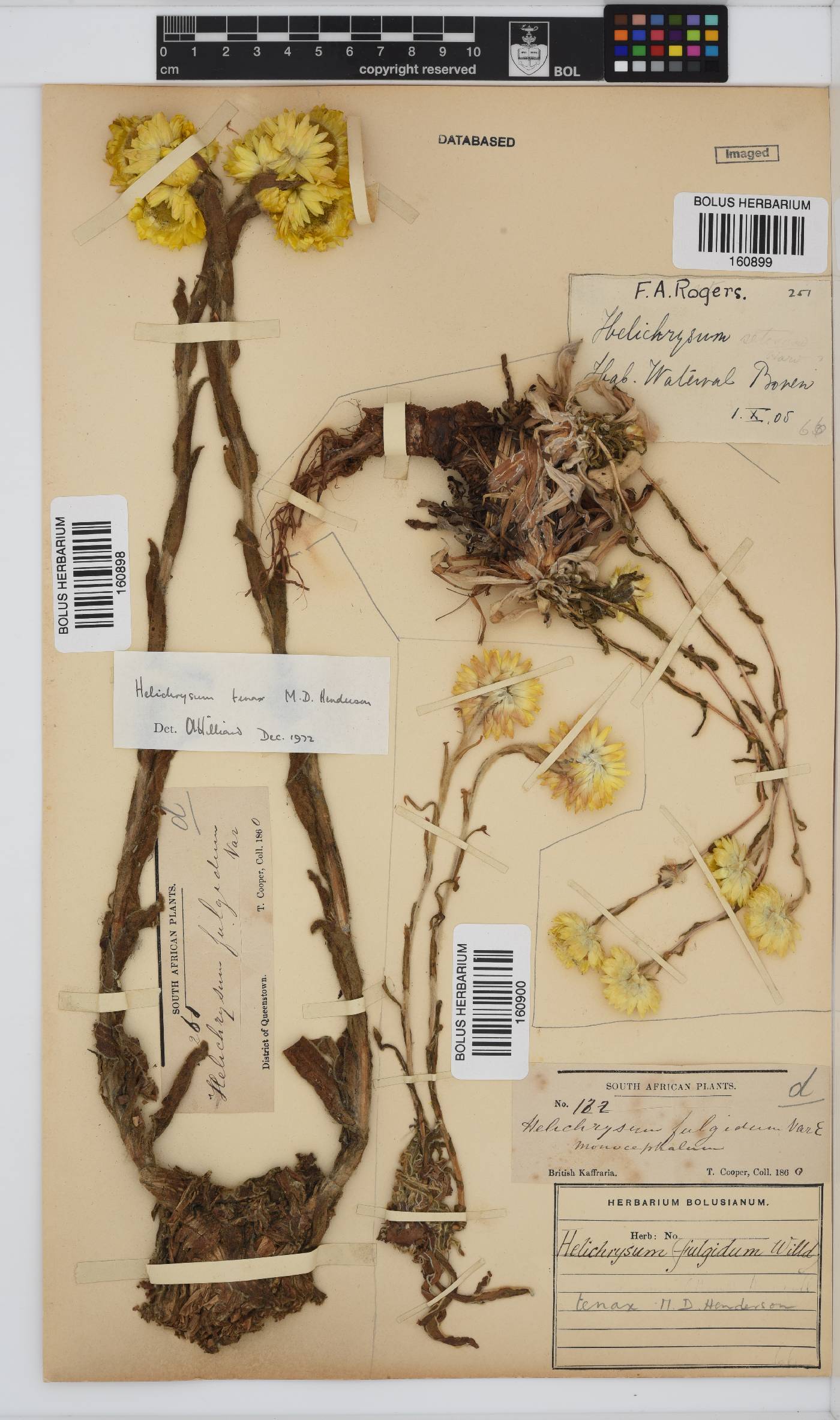 Helichrysum tenax image