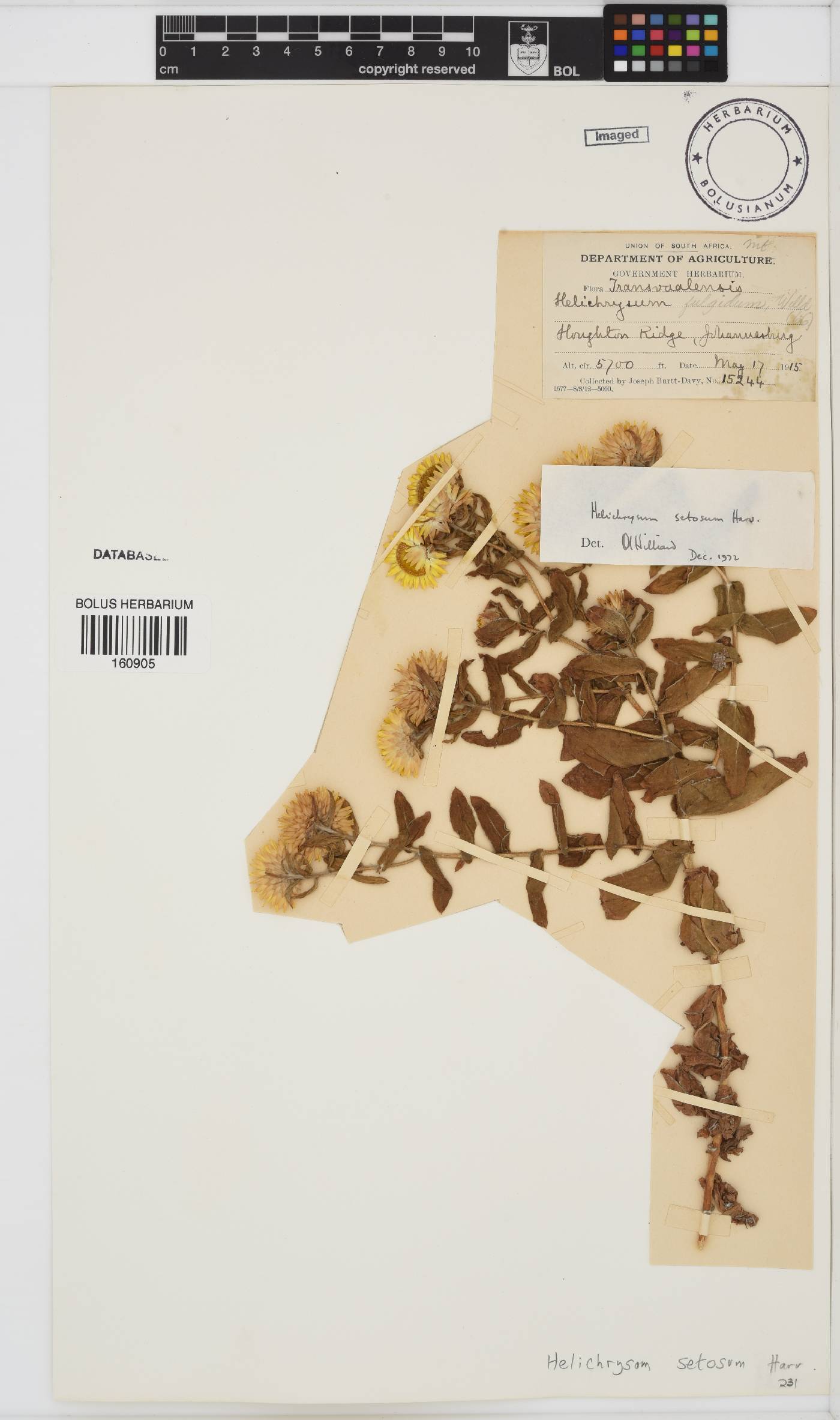 Helichrysum setosum image