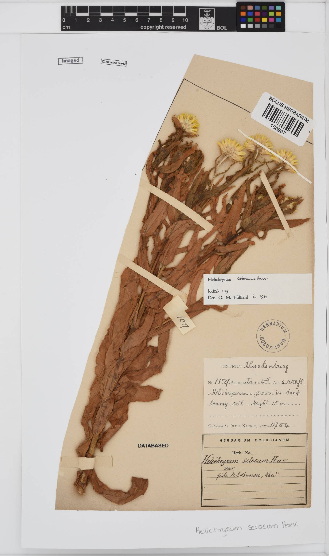 Helichrysum setosum image