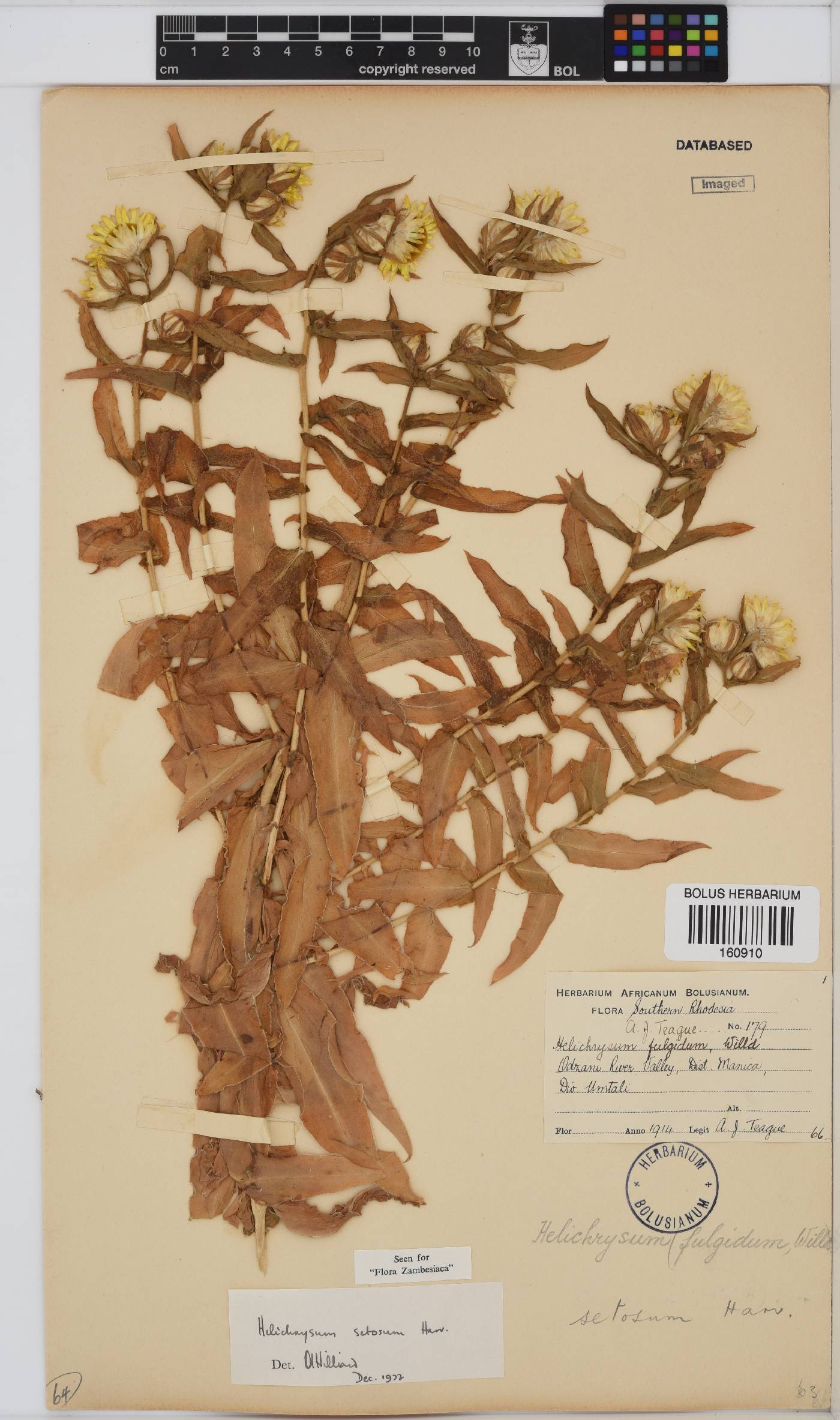 Helichrysum setosum image