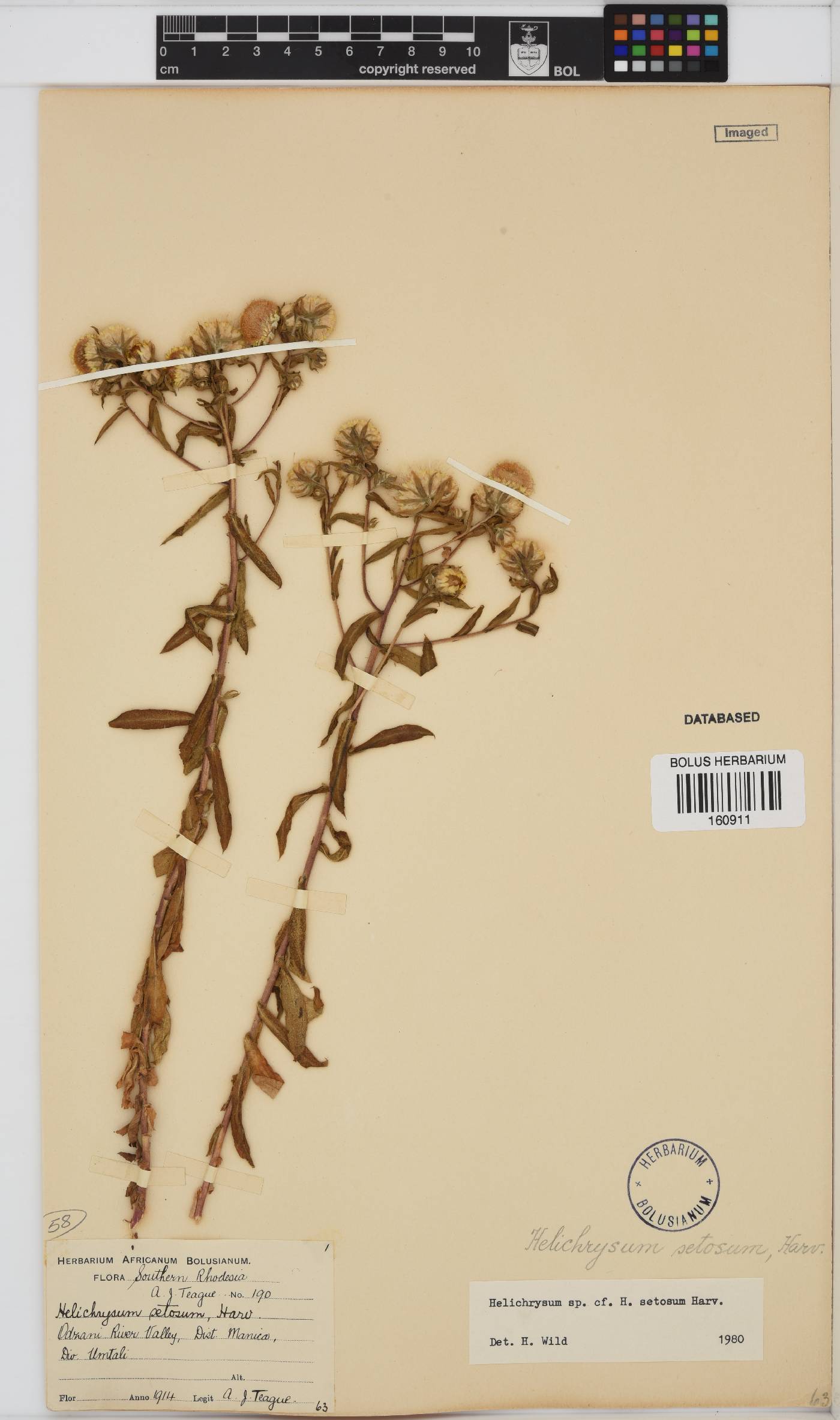 Helichrysum setosum image