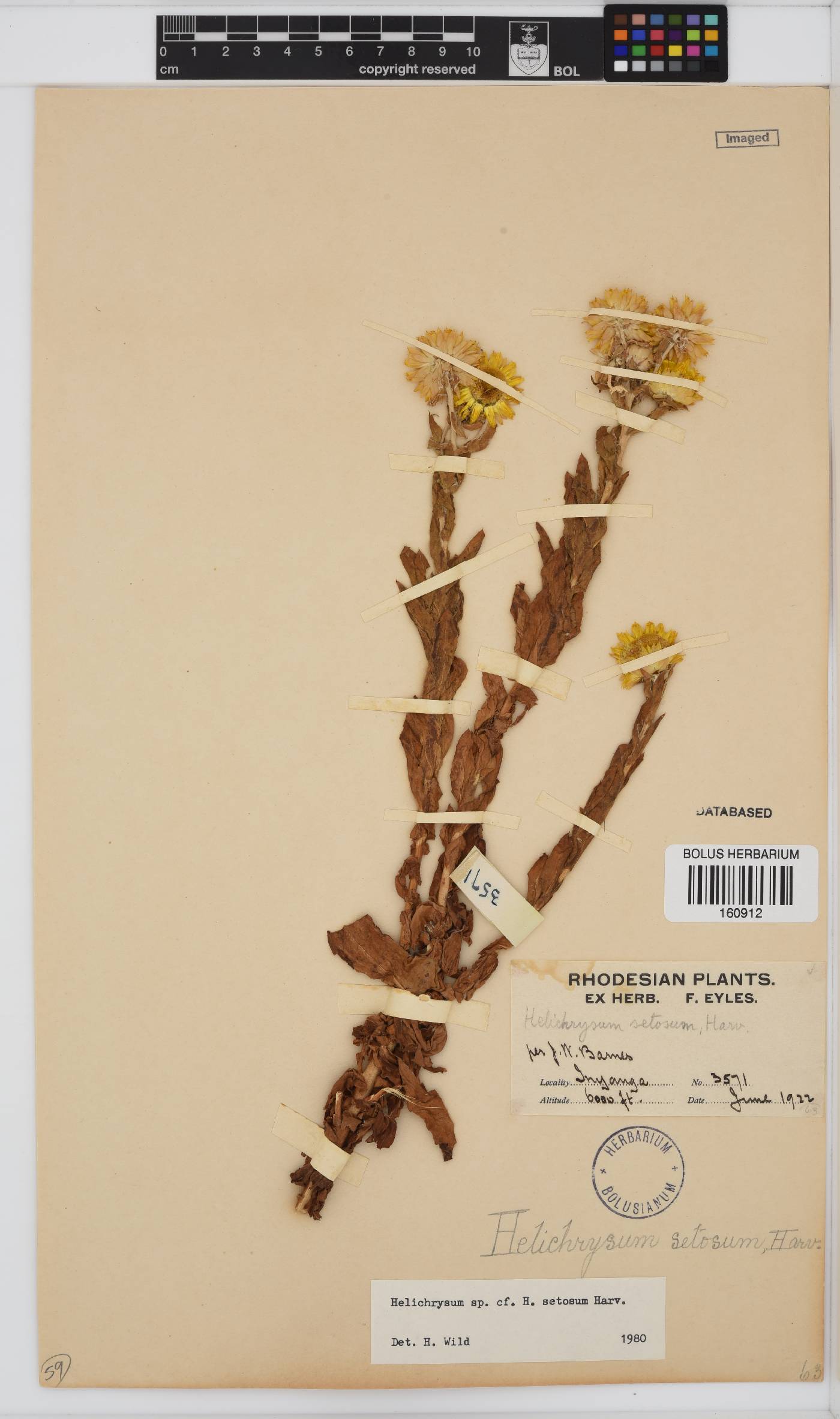 Helichrysum setosum image