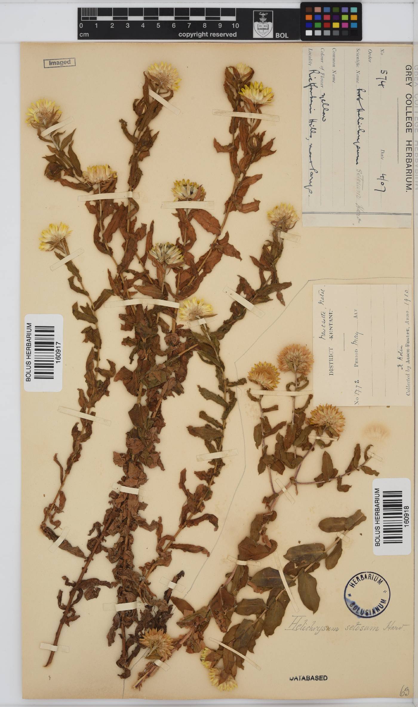 Helichrysum setosum image