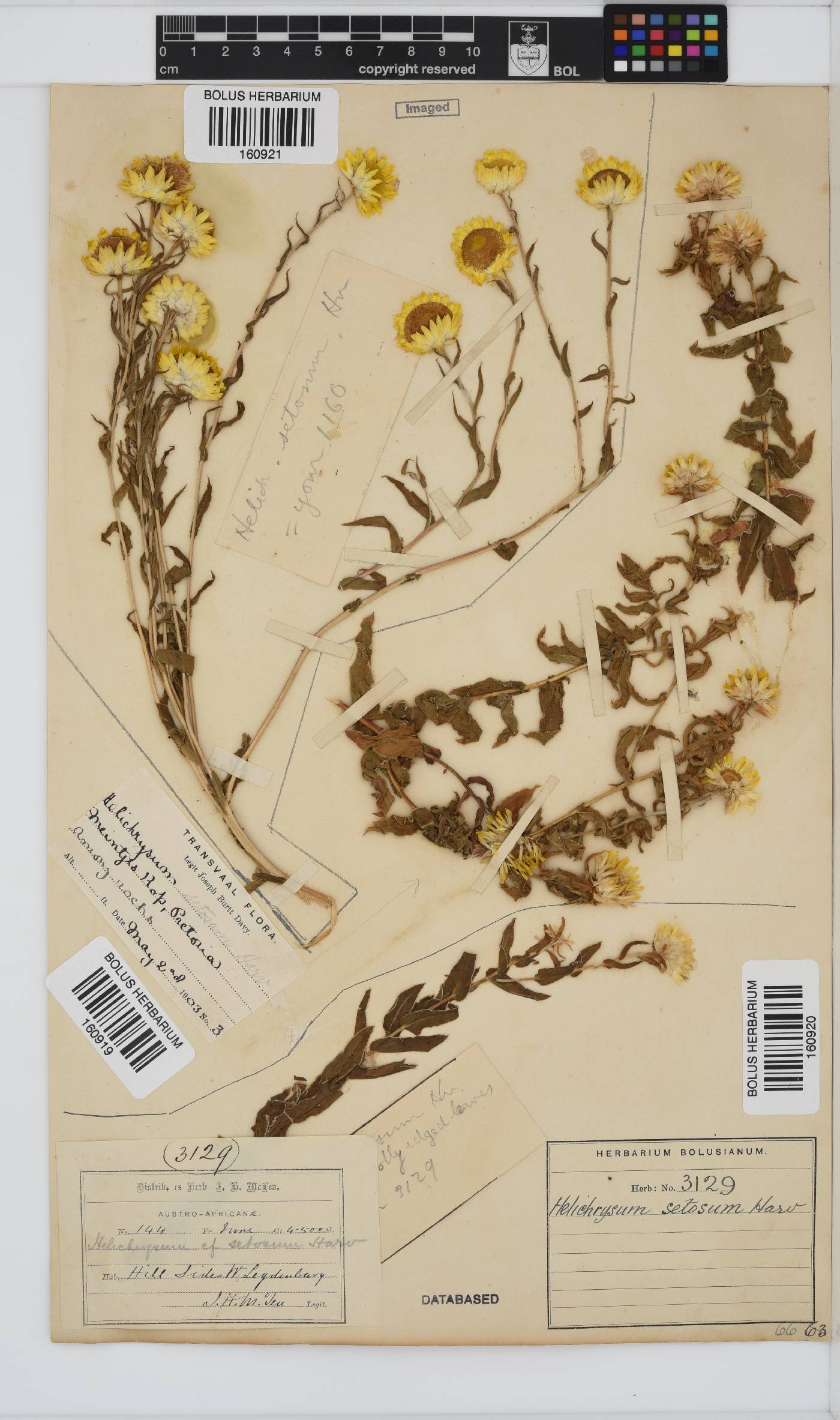 Helichrysum setosum image