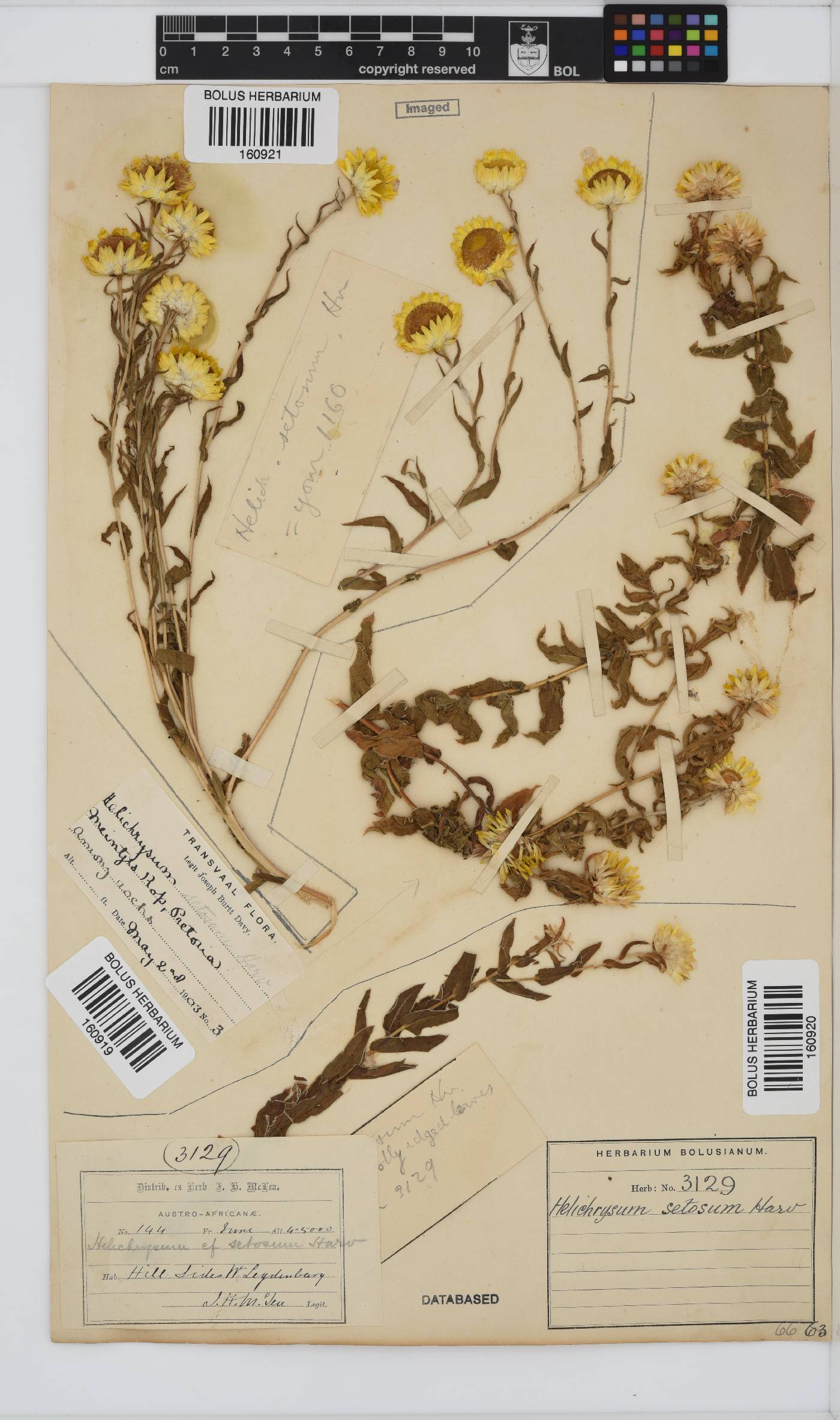 Helichrysum setosum image