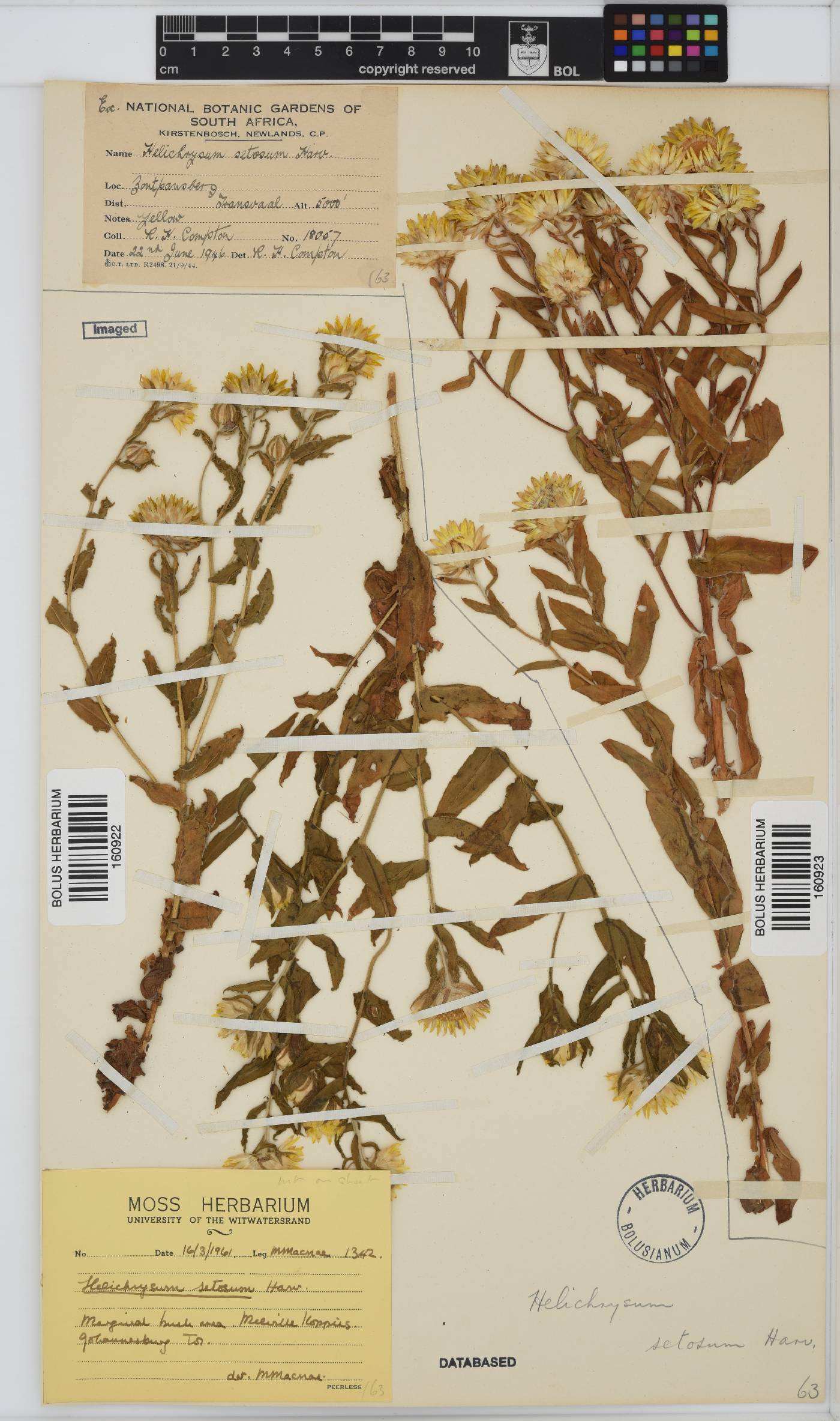 Helichrysum setosum image