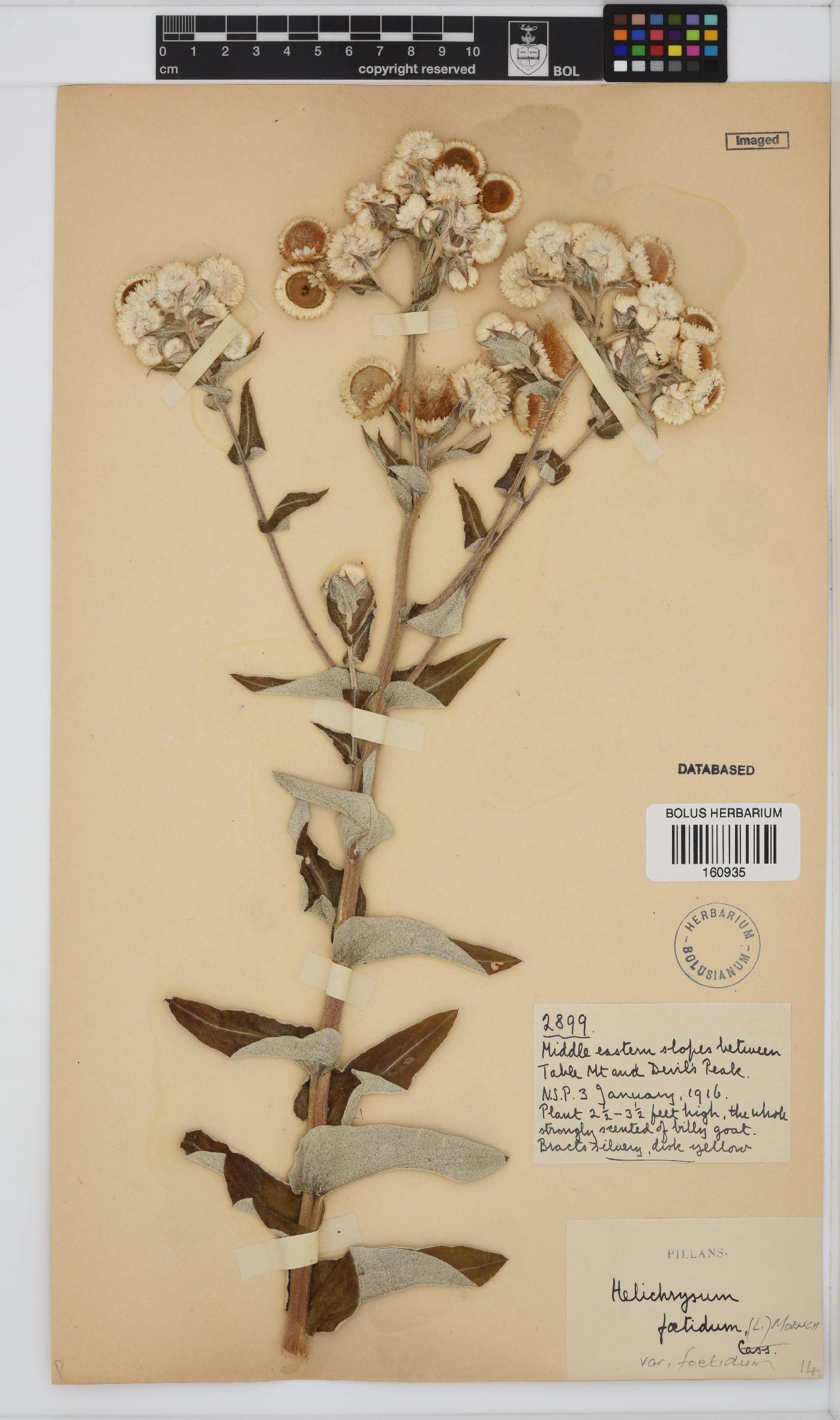 Helichrysum foetidum image