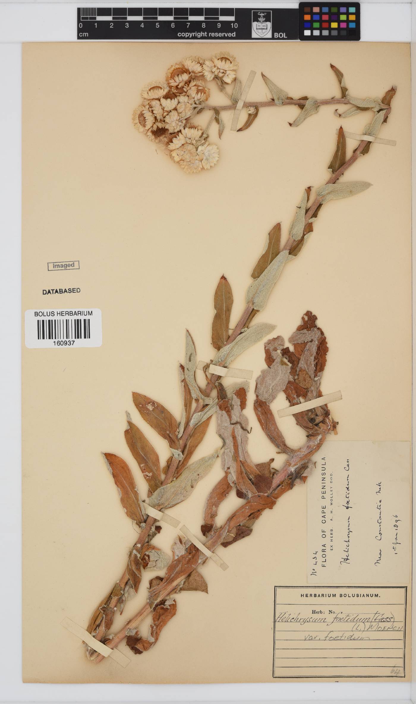 Helichrysum foetidum image
