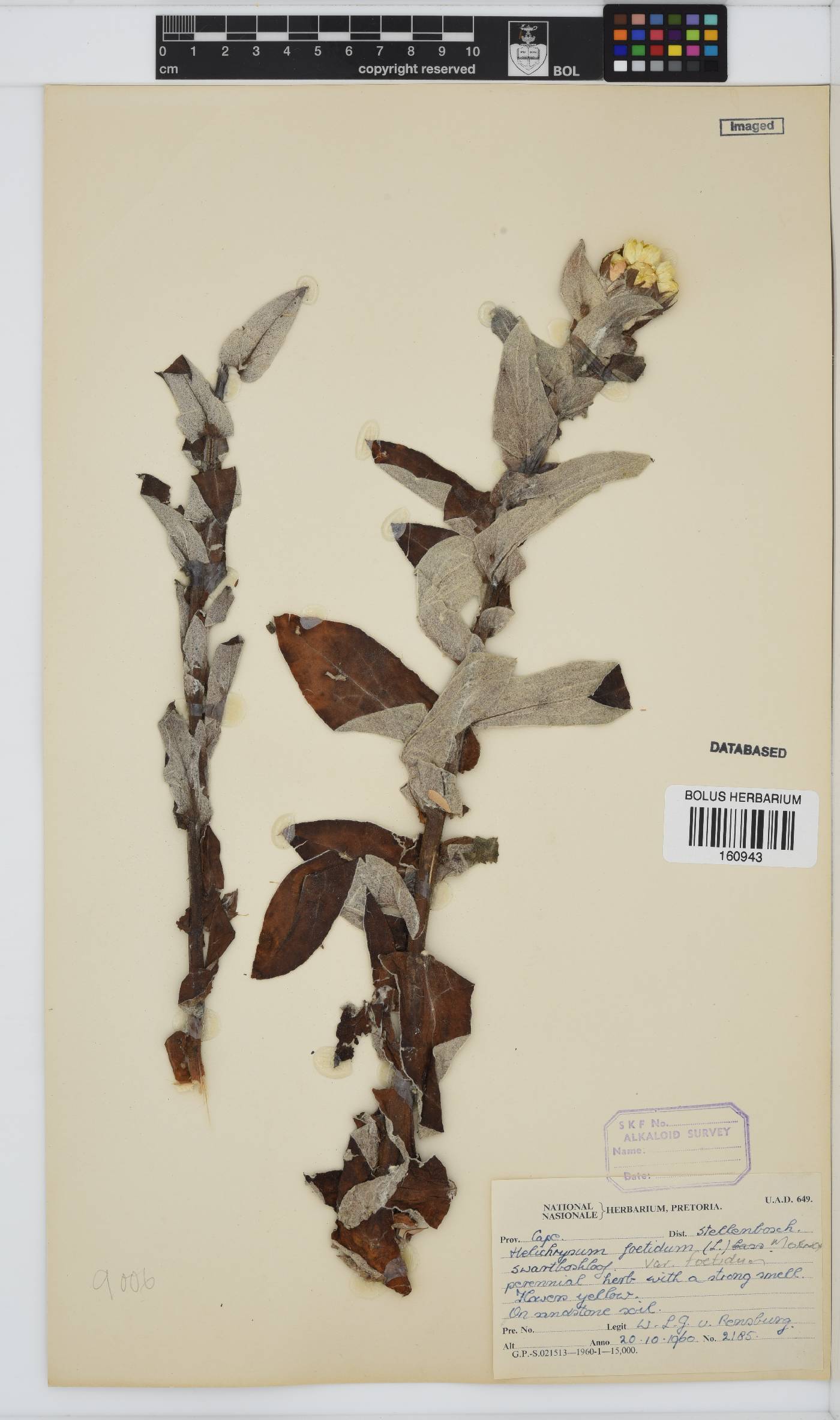 Helichrysum foetidum image