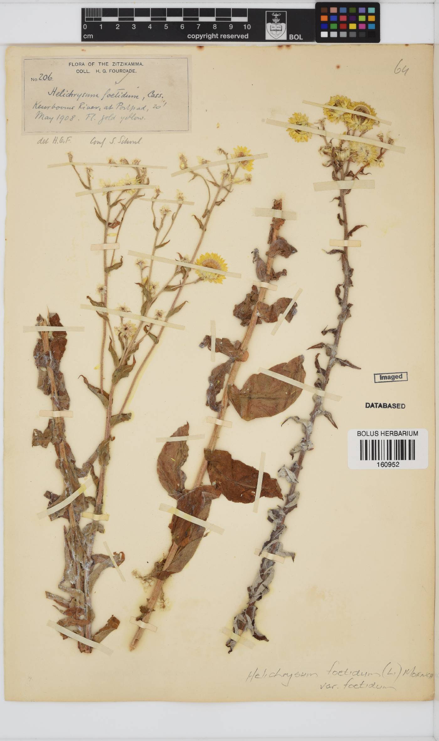 Helichrysum foetidum image