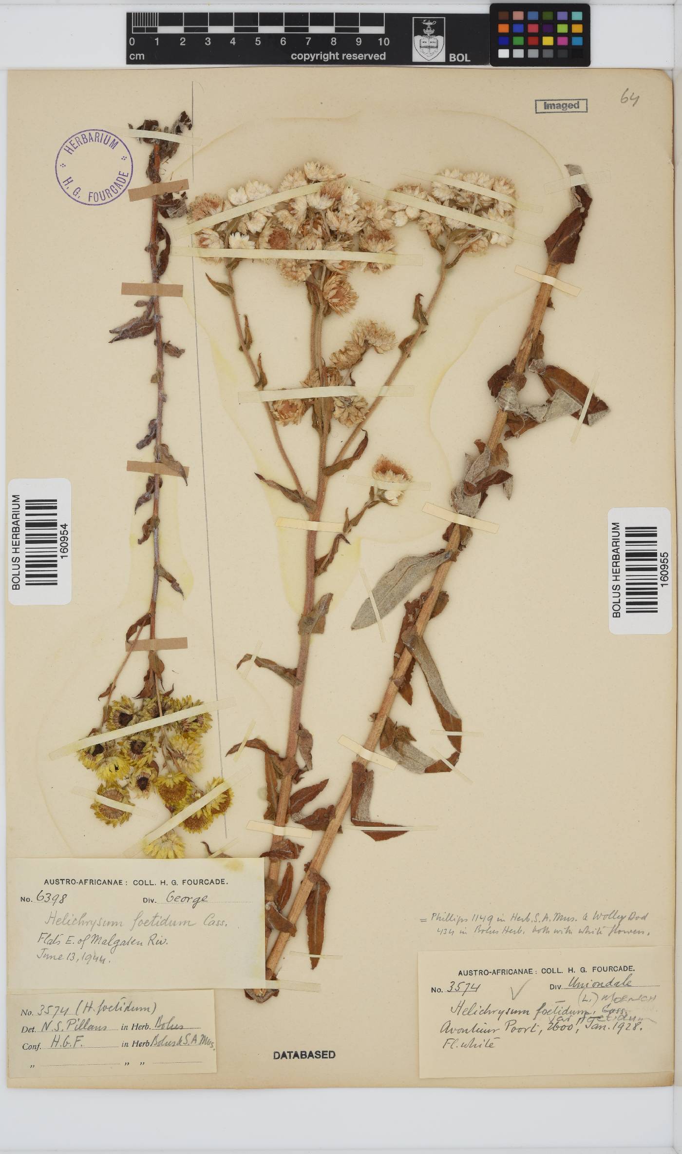 Helichrysum foetidum image