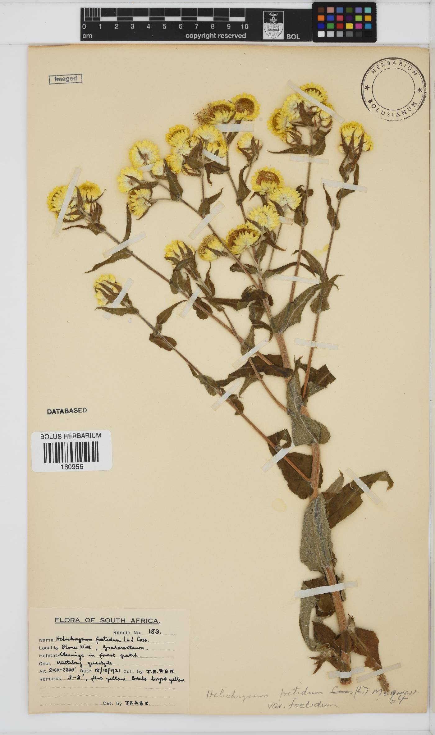 Helichrysum foetidum image