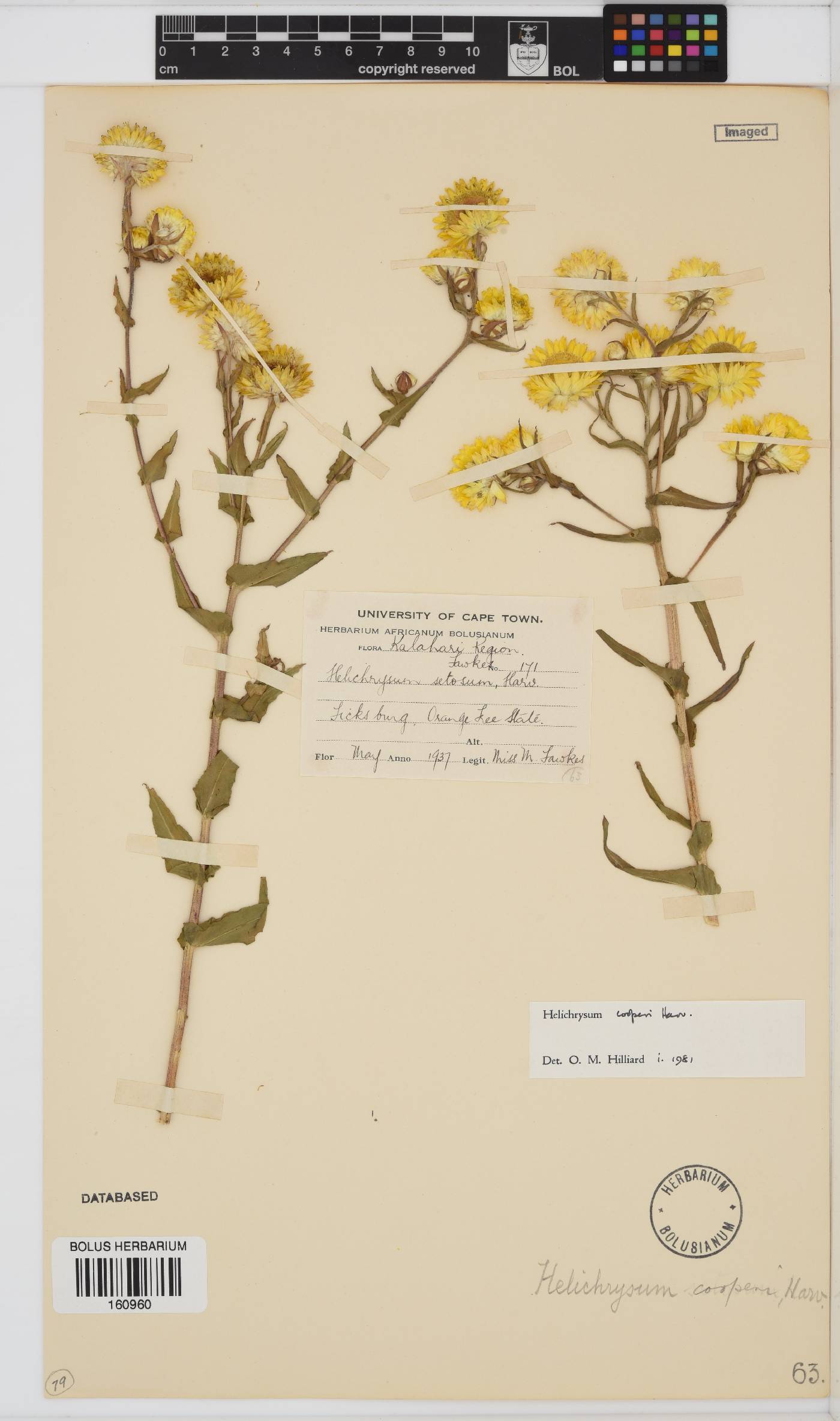 Helichrysum cooperi image