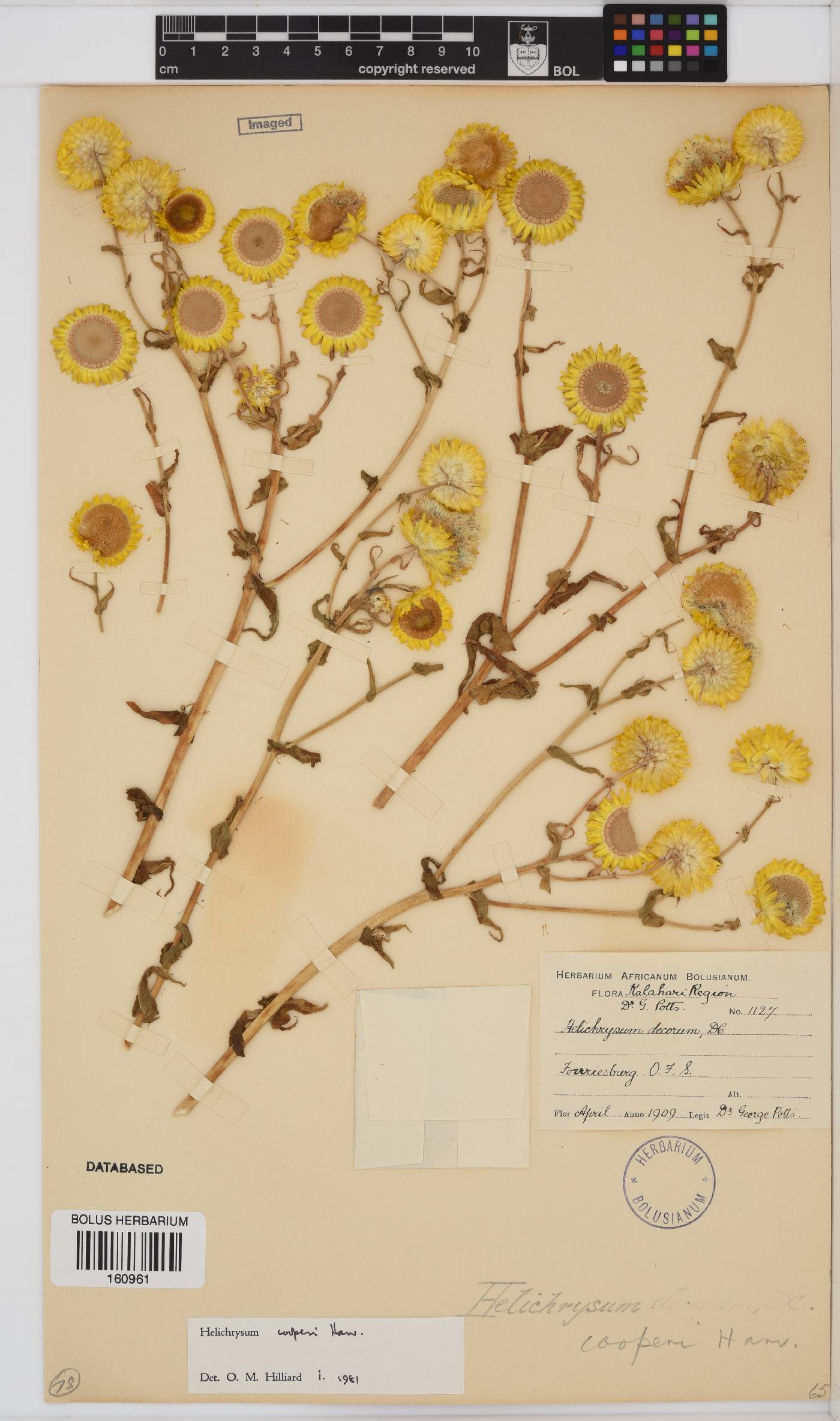 Helichrysum cooperi image