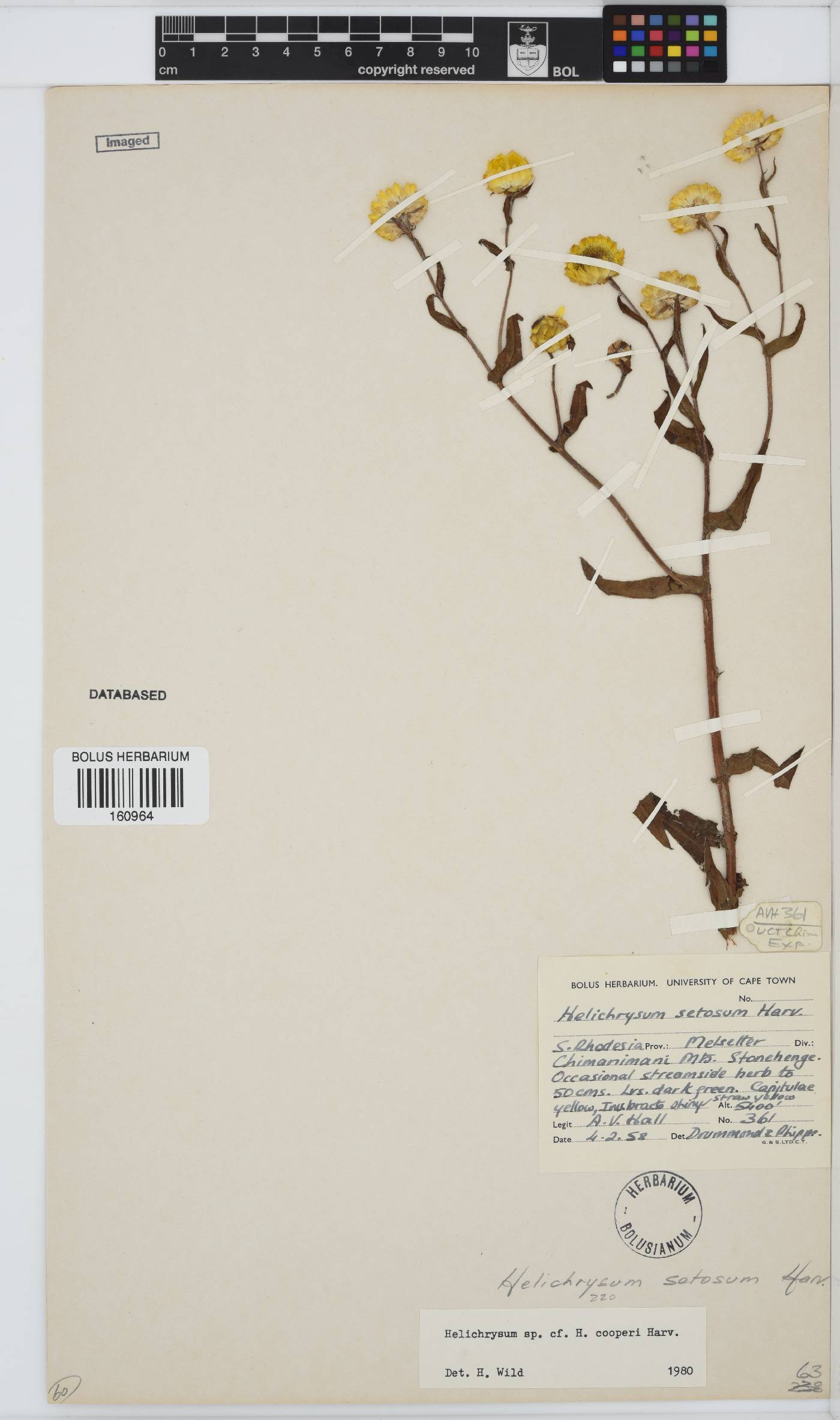 Helichrysum image