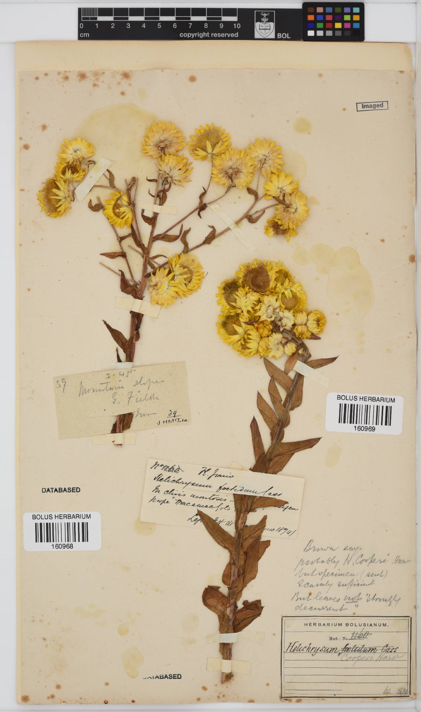 Helichrysum cooperi image