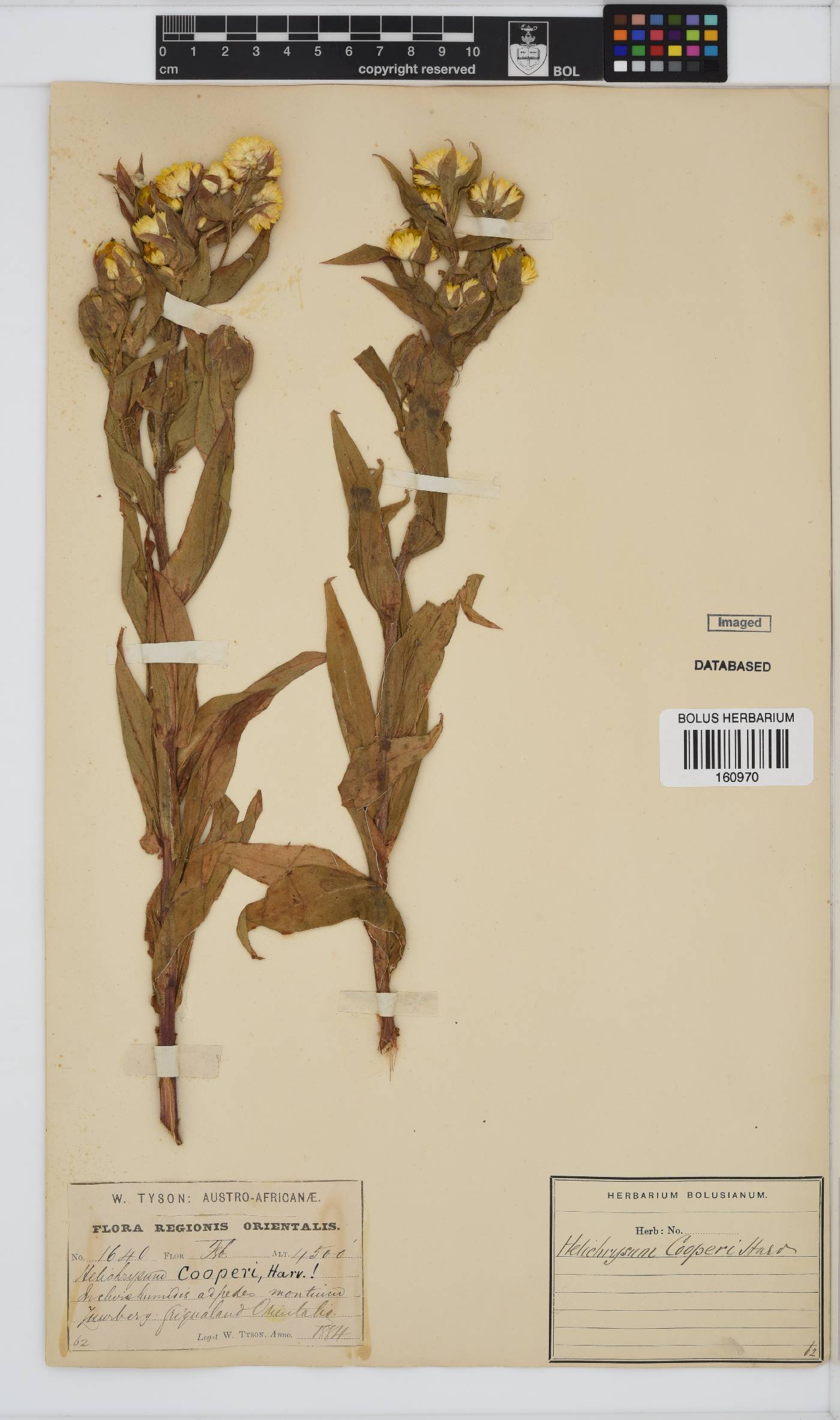 Helichrysum cooperi image